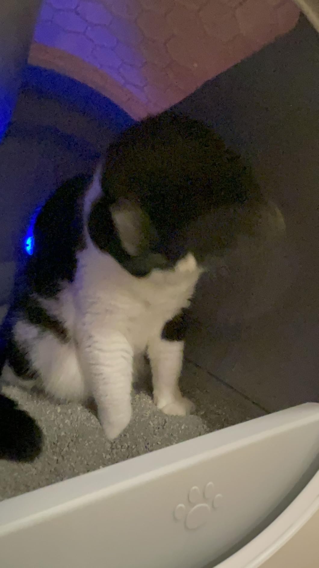 Automatic Cat Litter Box Self Cleaning Litter Box Large Capacity for Multiple Cats customer photo 2