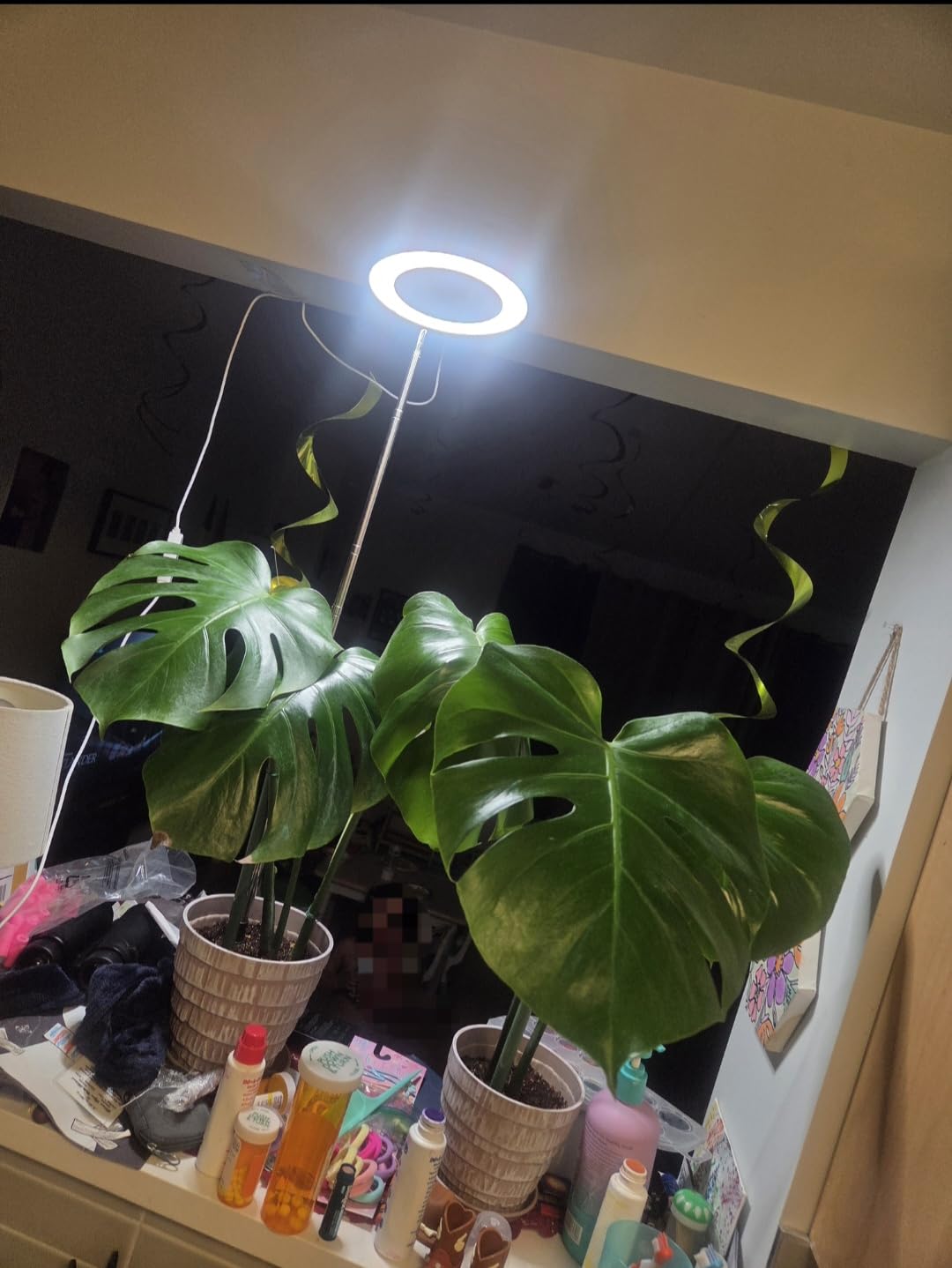 Grow Lights for Indoor Plants, Full Spectrum Plant Lights for Indoor Growing with 6/12/16H Timer, 3 Color Modes, 5 Brightness, 10