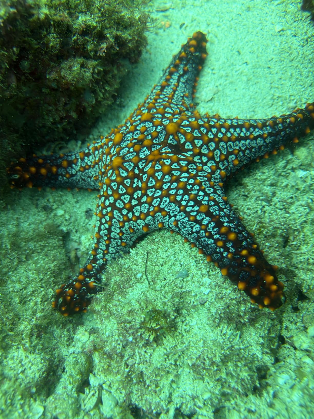 SeaLife SportDiver S Compact Smartphone Scuba Housing - Dive to 100', Waterproof Photography customer photo 1