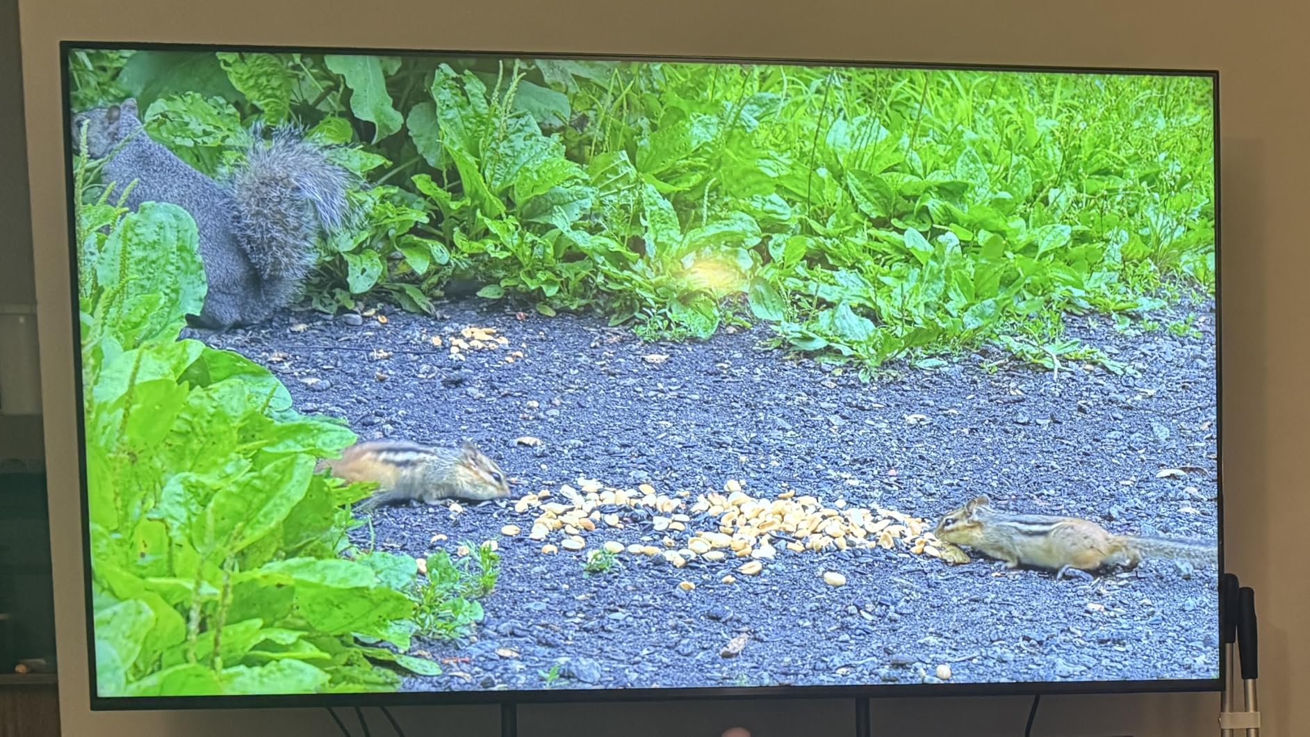 Sony BRAVIA 5 65 Inch TV, Mini LED, 4K Smart Google TV, XR Processor with AI Technology,120hz Television with Dolby Vision/Atmos, Exclusive Features for PlayStation®5, K-65XR50, 2025 Model customer photo 2