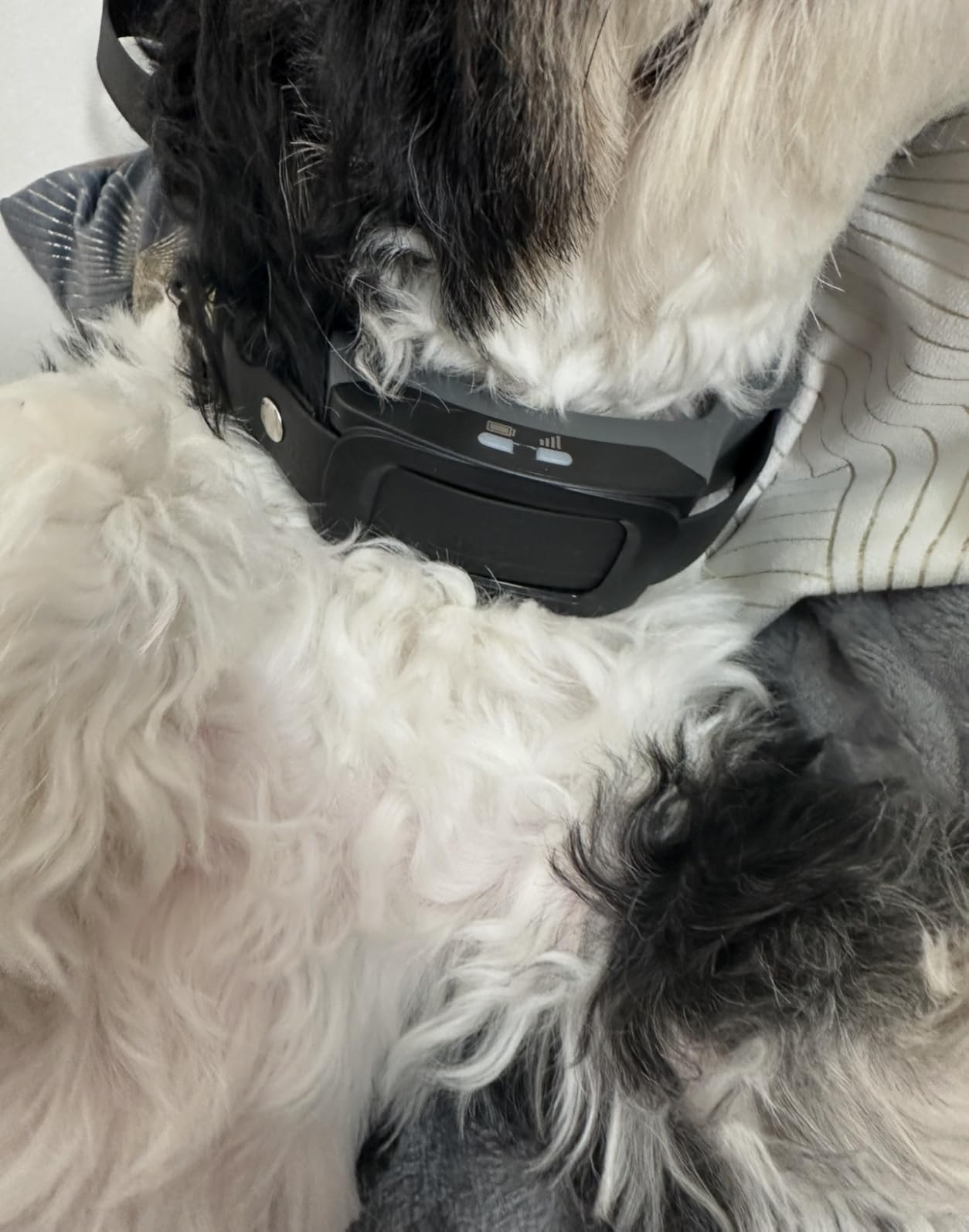 PetSafe Guardian GPS 2.0 Dog Fence + Tracking - Wireless GPS Dog Fence - Real-Time Tracking - Custom Boundaries System - Waterproof Collar - Comfortable Fit customer photo 1