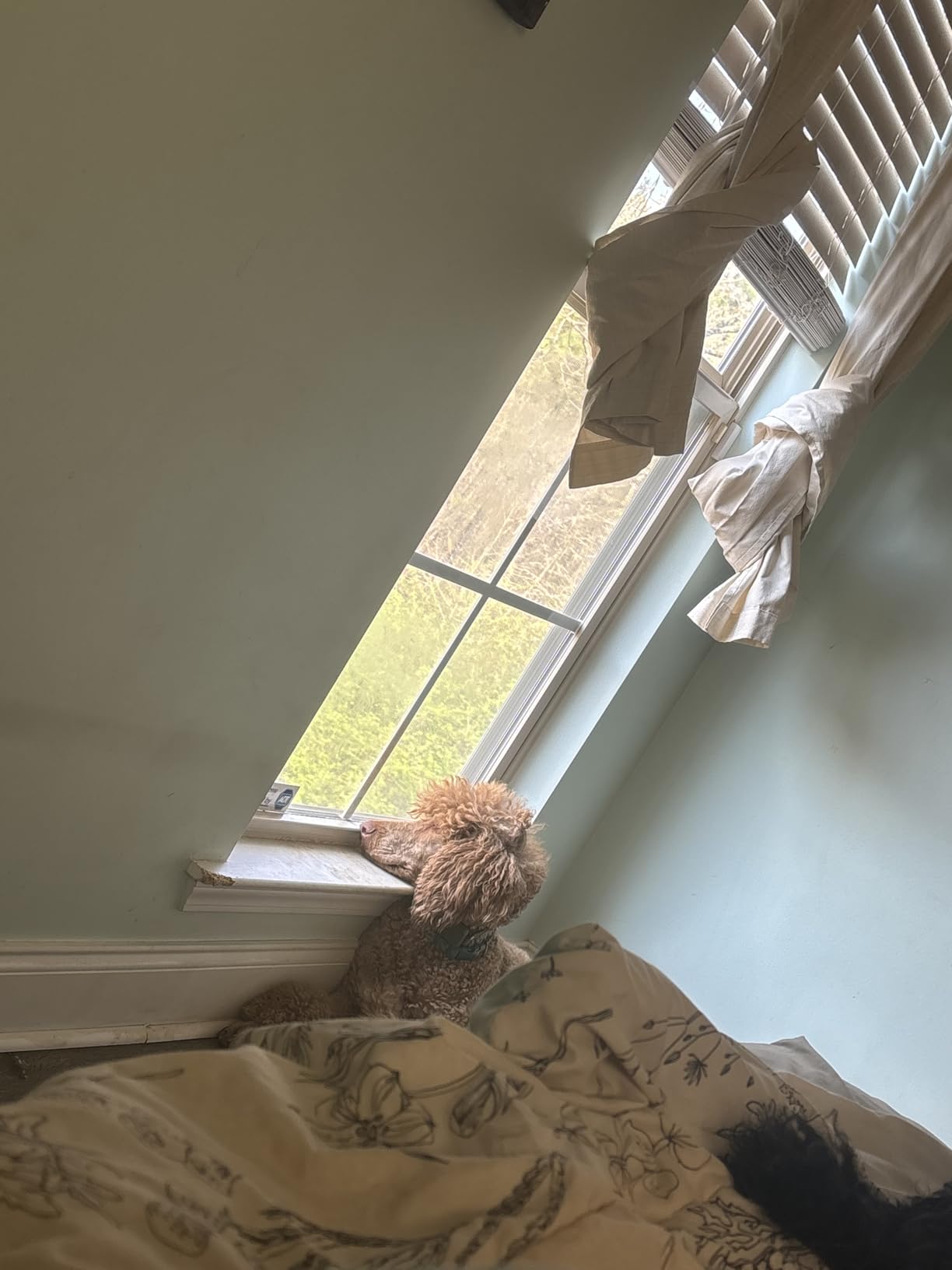 Dog Bark Collar for Large Medium Small Dogs, Effective No-Bark Collar, Smart Barking Collar, Rechargeable Bark Collar with 7 Sensitivity, 3 Modes, Waterproof, Orange customer photo 1