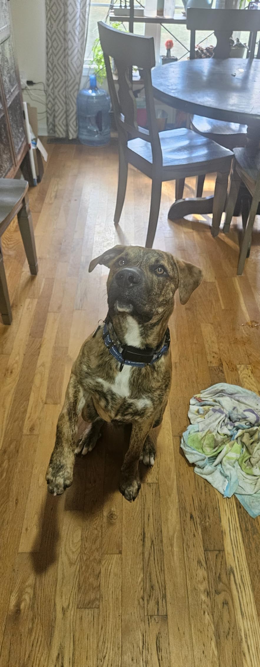 Bark Collar, 2 Pack Smart Dog Bark Collar for Large Medium Small Dogs, Anti Barking Device for Dogs Training Collar with Beep Vibration Harmless Shock, 5 Adjustable Sensitivity (Black) customer photo 1