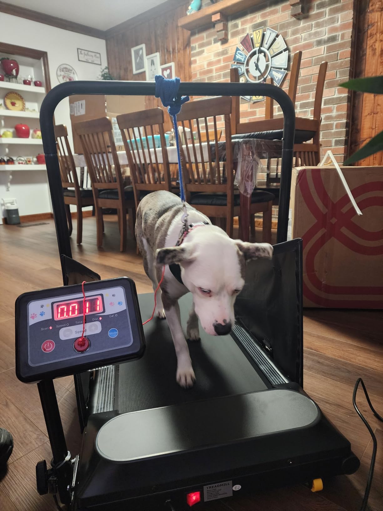 Petbobi Dog Treadmill for Small & Medium Dogs- Quiet Indoor Pet Exercise Machine with 360° Rotatable Display, Remote Control & Wheels, Heavy-Duty 265 lbs Capacity for Fitness & Weight Management customer photo 1