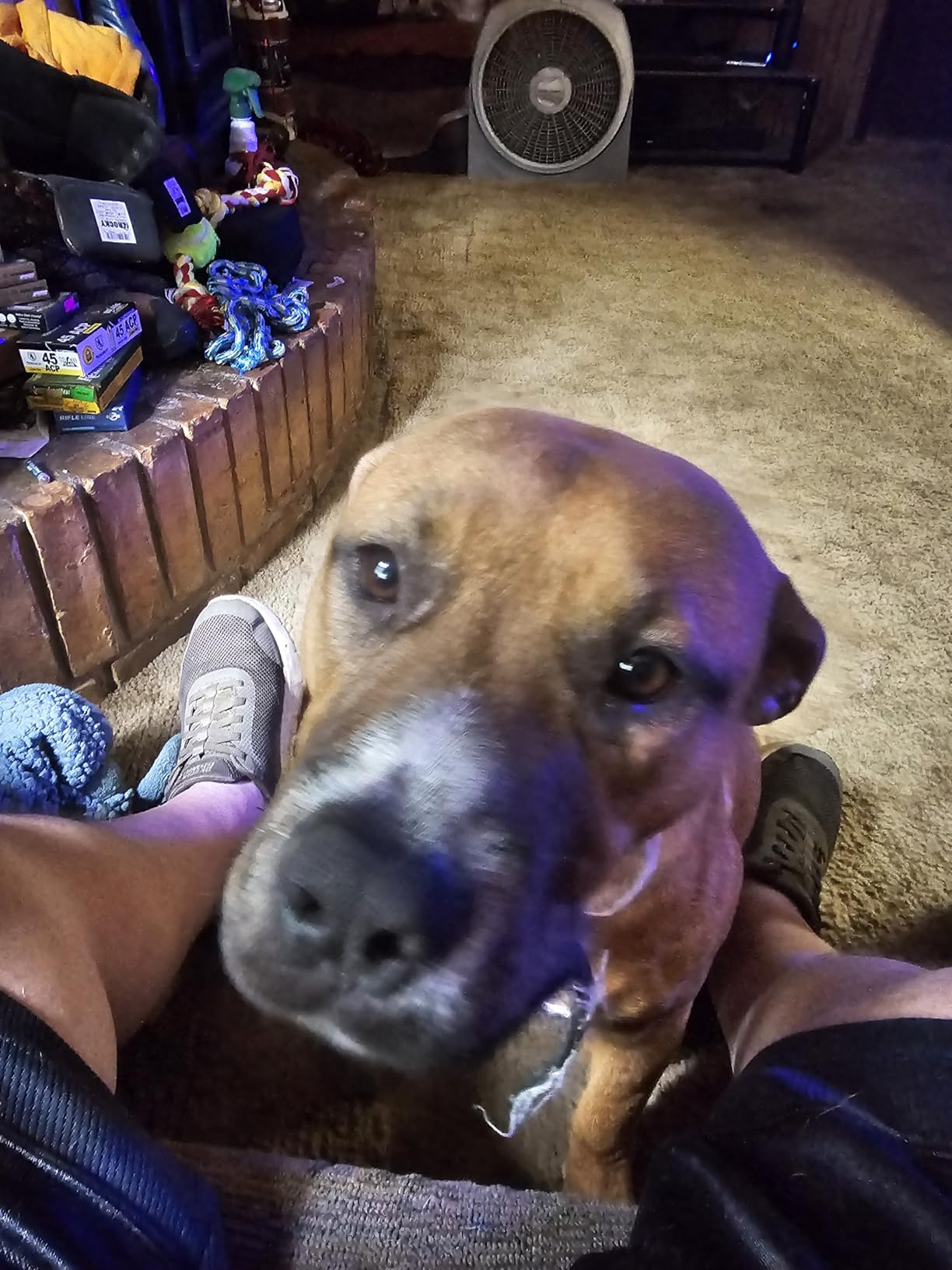 Fi New Series 3+ Smart Dog Tracker Collar [6 Month Membership Included] GPS Tracker for Dogs with Health & Behavior Monitoring, Escape Alerts, Waterproof, LED, Apple Watch Compatible (Pink, Large) customer photo 2