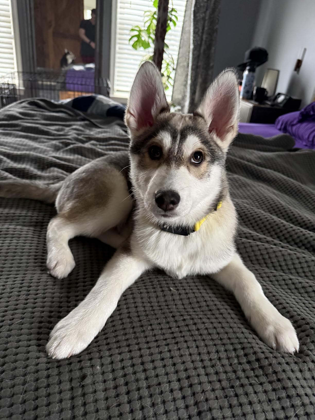 Fi New Series 3+ Smart Dog Tracker Collar [6 Month Membership Included] GPS Tracker for Dogs with Health & Behavior Monitoring, Escape Alerts, Waterproof, LED, Apple Watch Compatible (Pink, Medium) customer photo 1