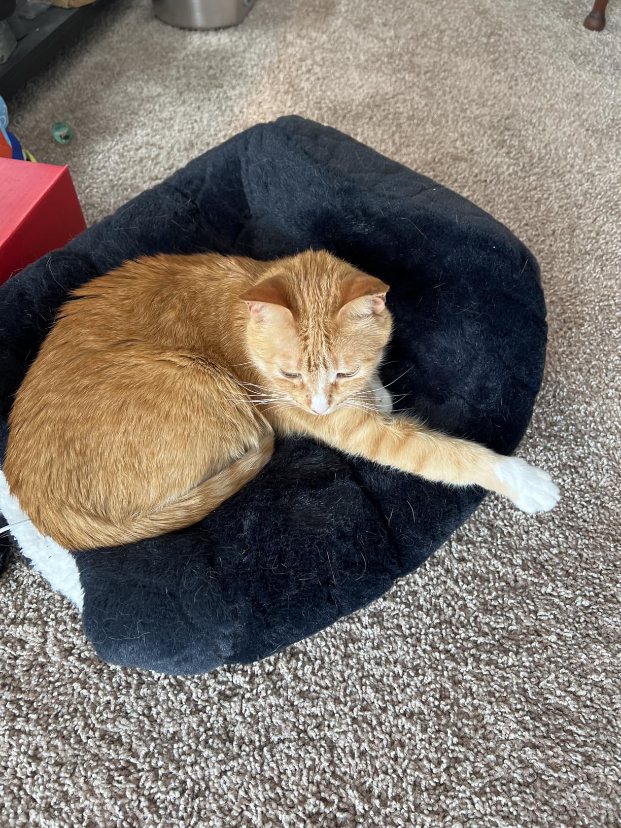 Cat Water Fountain Stainless Steel: 74oz/2.2L Cat Fountain for Drinking- Pet Water Fountain Inside - Automatic Dog Watering Dispenser Bowl - Pet Feeding & Watering Supplies (1 Filter) customer photo 2