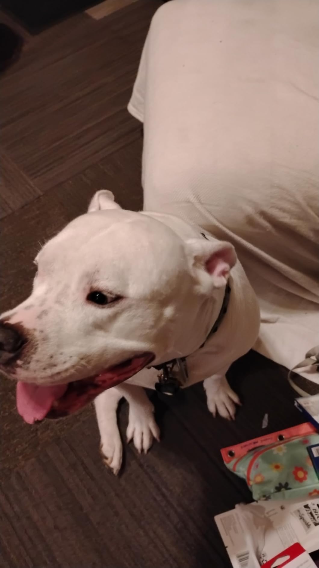 Tracki Dog GPS Tracker - Real-Time Dog Tracker & Pet Tracker - GPS Tracker for Dogs - Smart Alerts, Geo-Fence, Waterproof, Collar-Compatible - Long-Life Battery - iOS & Android (Subscription Required) customer photo 2