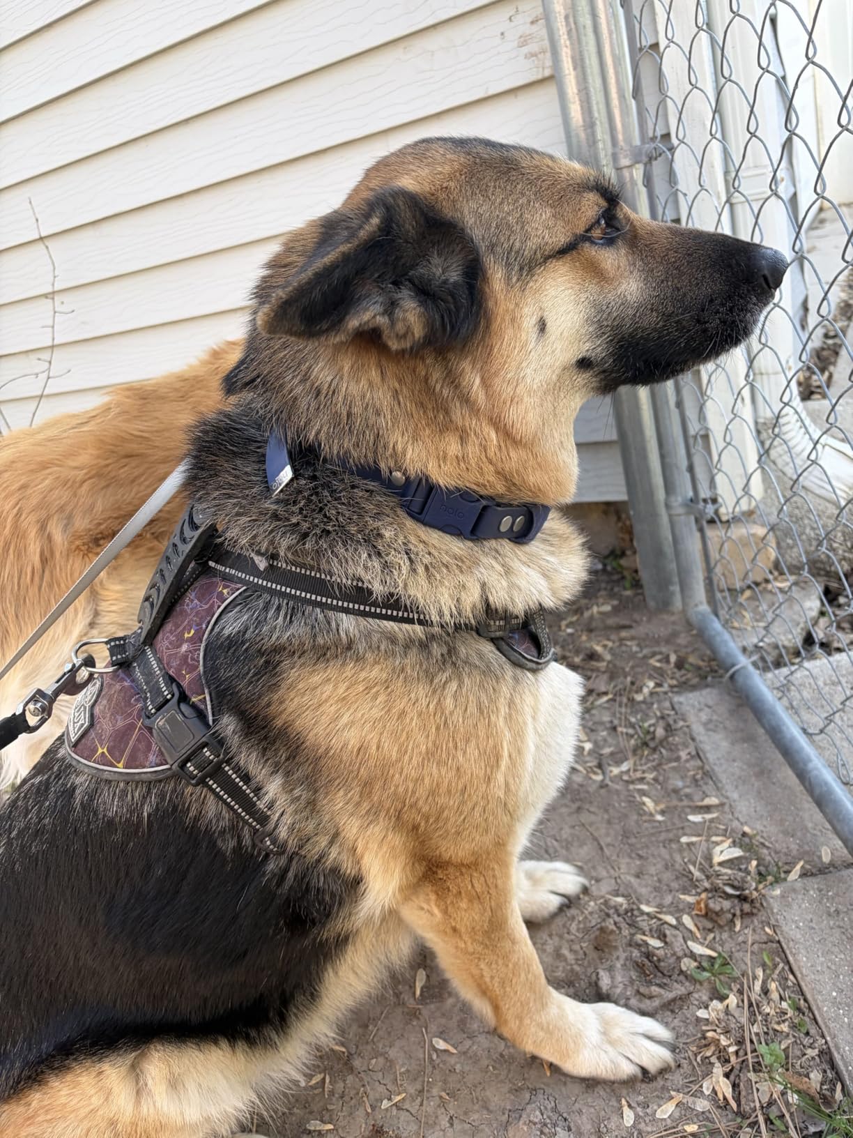 Halo Collar 5 Wireless Dog Fence & GPS Dog Collar, Keep Your Dog Safely Contained Outdoors with App-Controlled Boundaries and Real-Time Tracking, One Size, Graphite customer photo 1