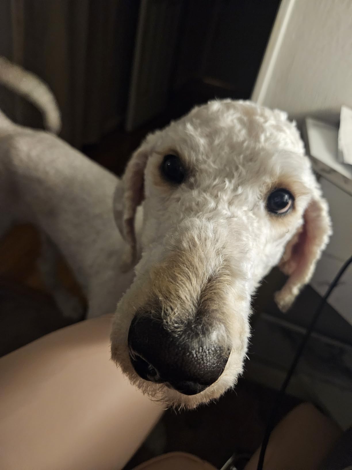 Dog Grooming Vacuum, All-in-One Pet Grooming Kit with Hair Clipper & Shedding Brush, Low Noise 12,000Pa Dog Hair Remover Vacuum, Pet Groomer Set with Cleaning Brushes, PG01 customer photo 1