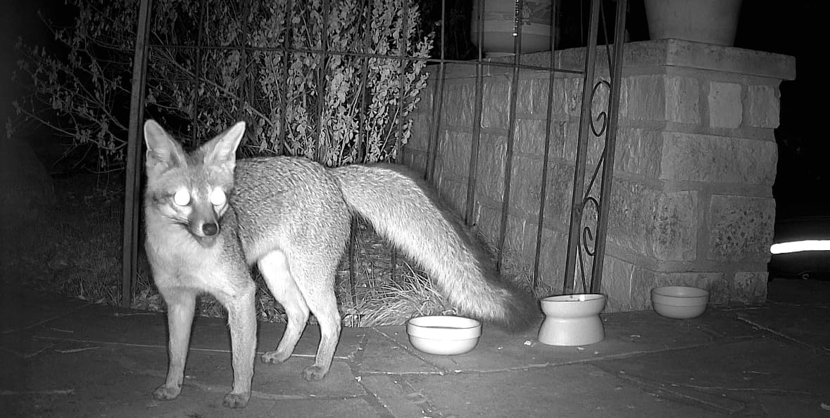 MAXDONE Solar Trail Camera 2 Pack - 4K 64MP WiFi Bluetooth Solar Deer Camera with Night Vision Motion Activated, Game Camera IP66 Waterproof, Wildlife Cameras Built-in Battery Rechargeable Power customer photo 1