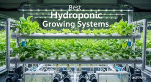 Best Hydroponic Growing Systems