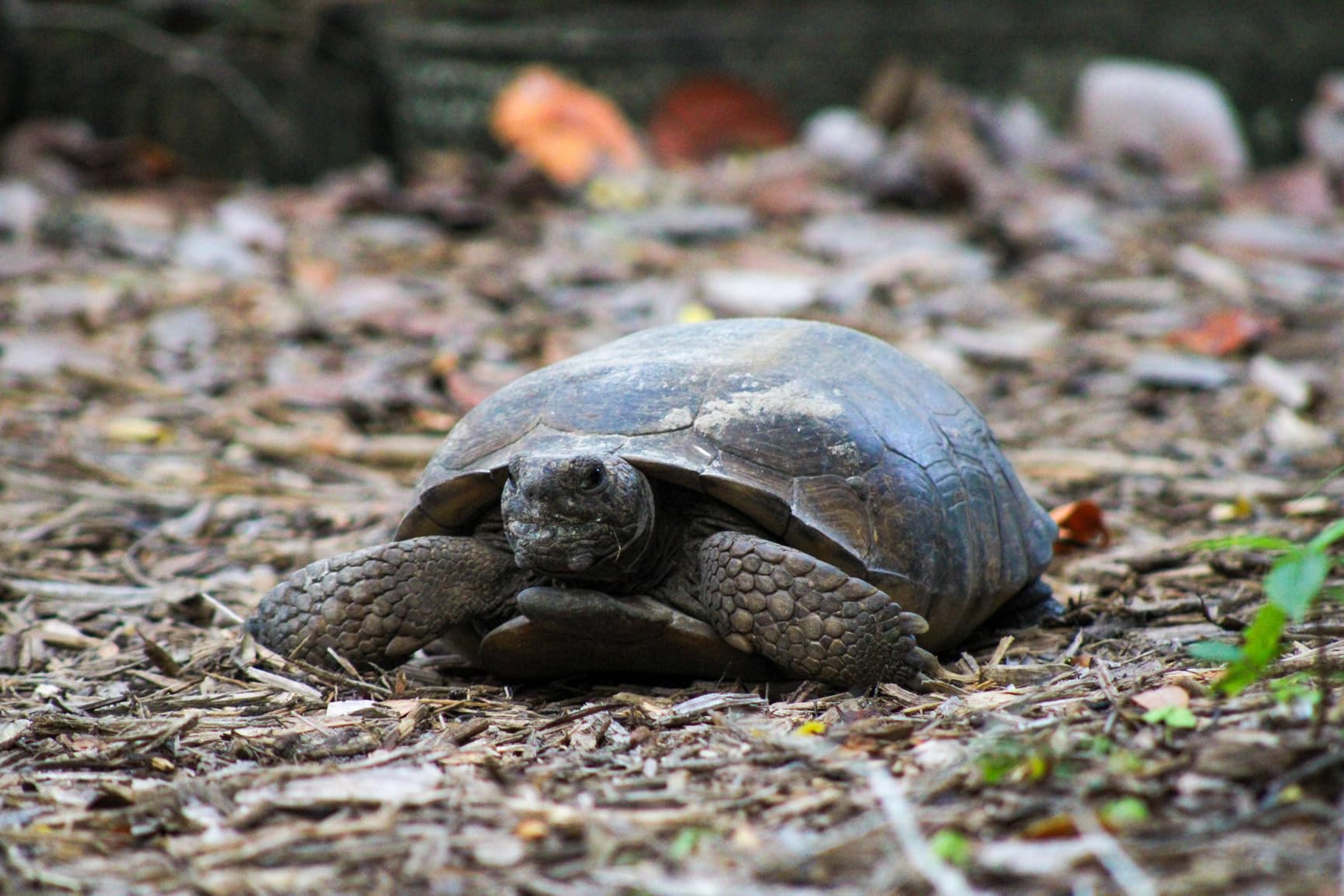 Canon EF 75-300mm f/4-5.6 III Telephoto Zoom Lens for Canon SLR Cameras customer photo 2