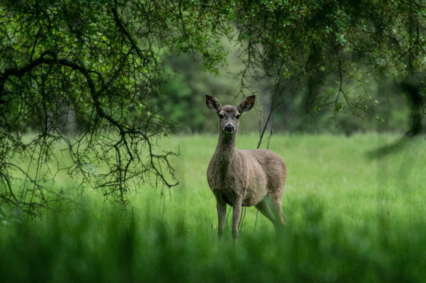 Nikon AF-S FX TC-17E II (1.7x) Teleconverter Lens with Auto Focus for Nikon DSLR Cameras customer photo 1