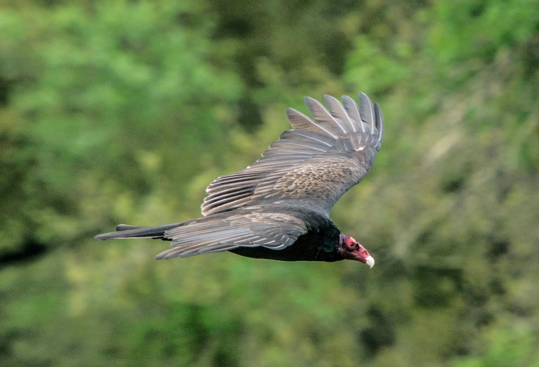 Nikon AF-S FX TC-17E II (1.7x) Teleconverter Lens with Auto Focus for Nikon DSLR Cameras customer photo 2