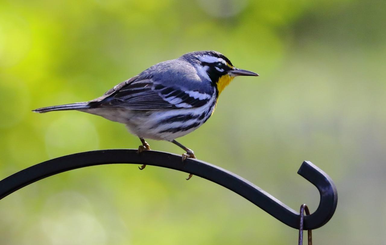 Canon EF 1.4X III Telephoto Extender for Canon Super Telephoto Lenses customer photo 1