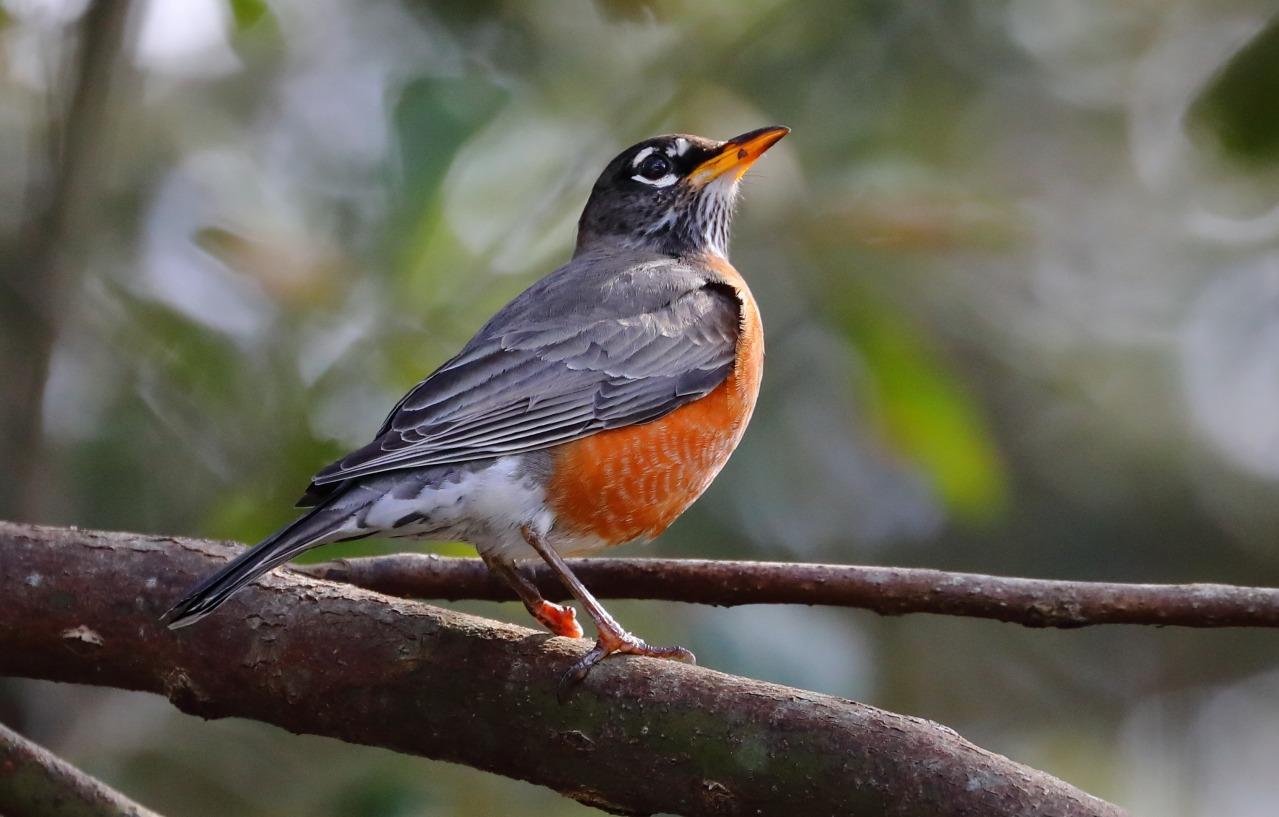 Canon EF 1.4X III Telephoto Extender for Canon Super Telephoto Lenses customer photo 2