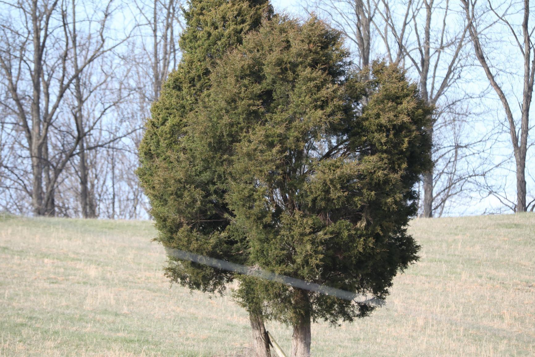 Canon EF 2.0X III Telephoto Extender for Canon Super Telephoto Lenses customer photo 1