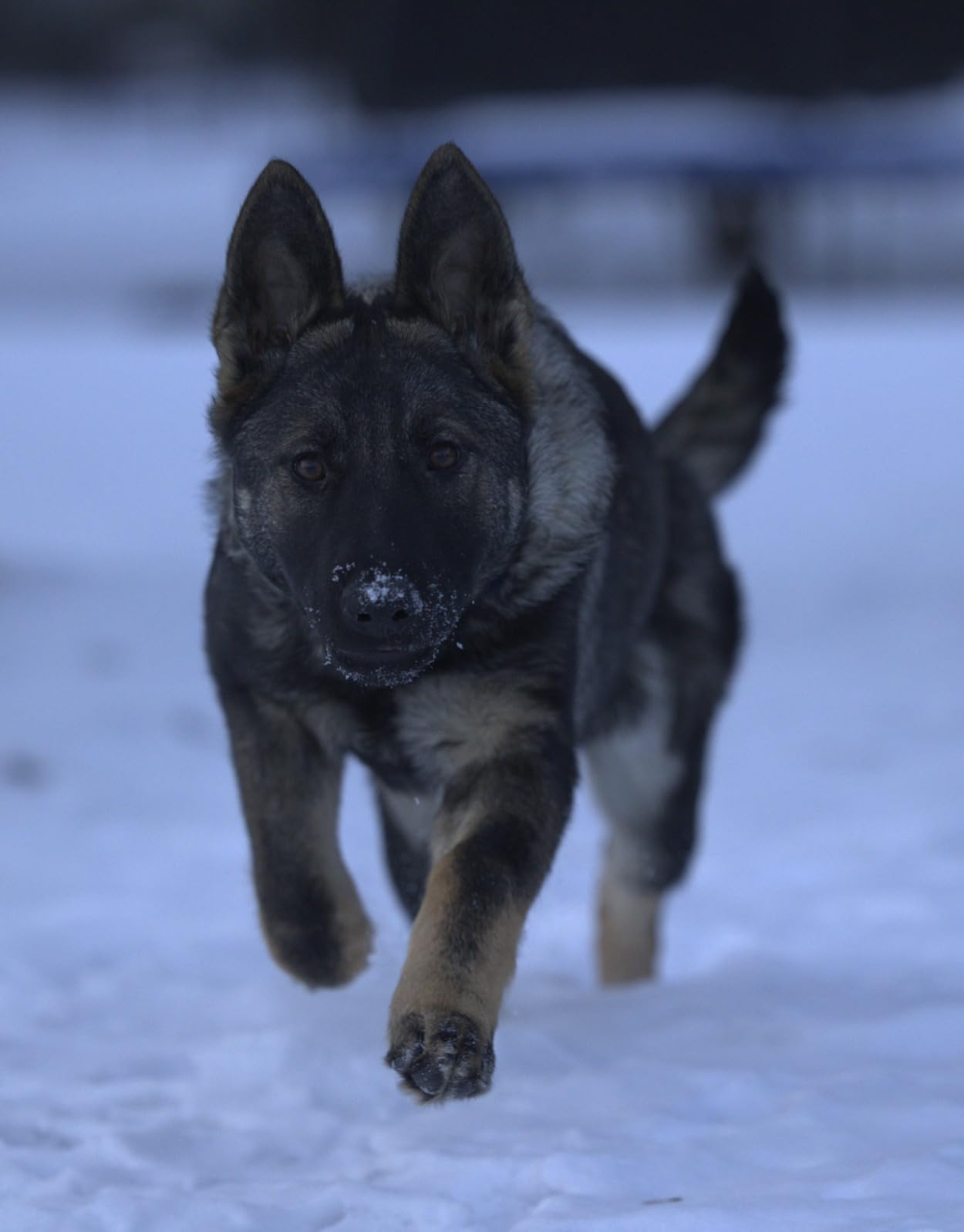 Spyder Checkr - Color calibration tool for cameras. Ensure accurate, consistent color with varied cameras/light. Has 48 target colors + grey card for in-camera white balance customer photo 1