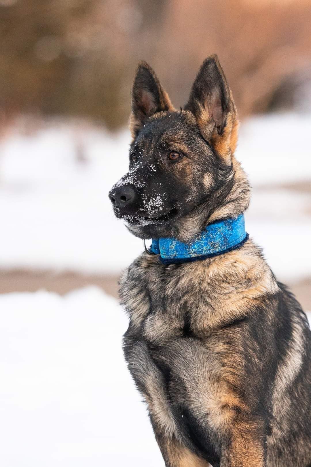 Spyder Checkr - Color calibration tool for cameras. Ensure accurate, consistent color with varied cameras/light. Has 48 target colors + grey card for in-camera white balance customer photo 2