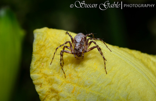 Nikon AF-S DX Micro-NIKKOR 40mm f/2.8G Close-up Lens for Nikon DSLR Cameras customer photo 1