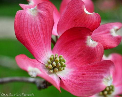 Nikon AF-S DX Micro-NIKKOR 40mm f/2.8G Close-up Lens for Nikon DSLR Cameras customer photo 2