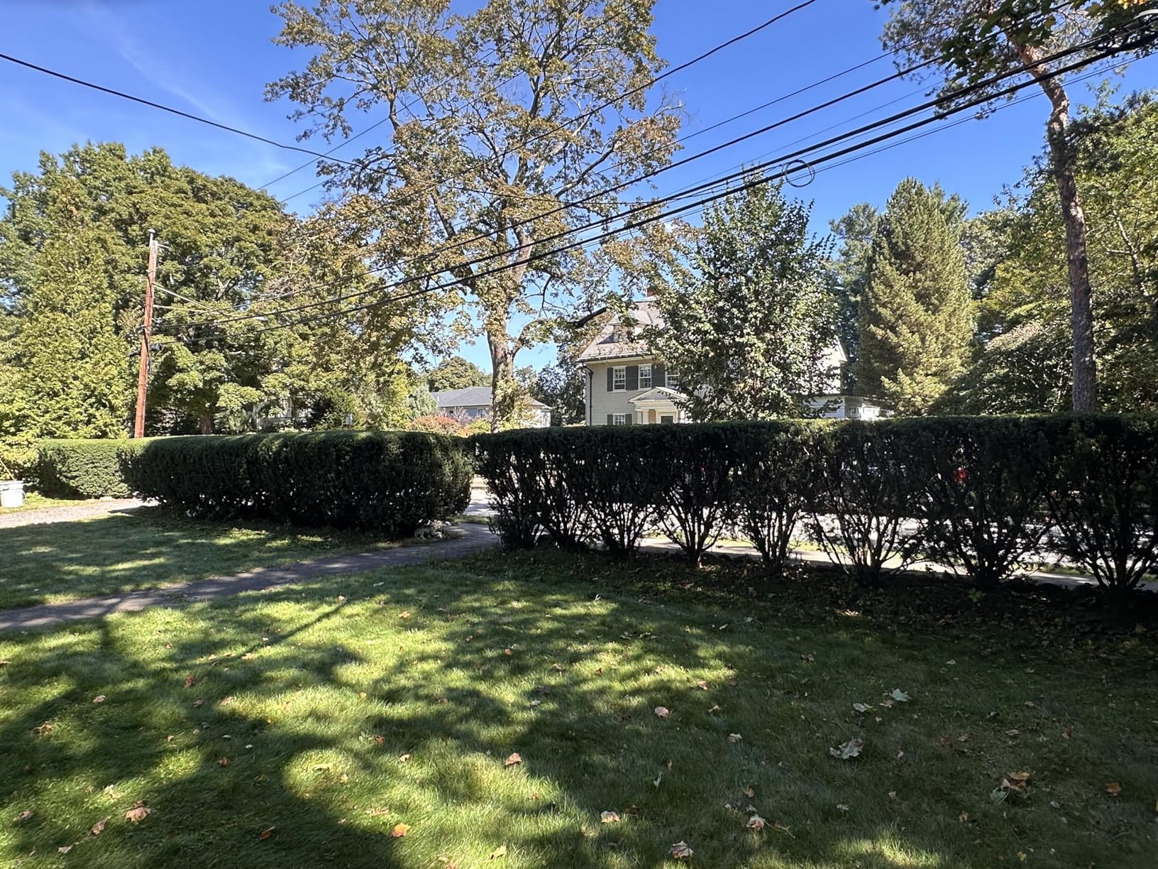 BLACK+DECKER 20V MAX Cordless Hedge Trimmer, Battery and Charger Included, 22 Inch Steel Blade Lightweight Bush Trimmer, Soft Grip, Less Vibration (LHT2220) customer photo 1