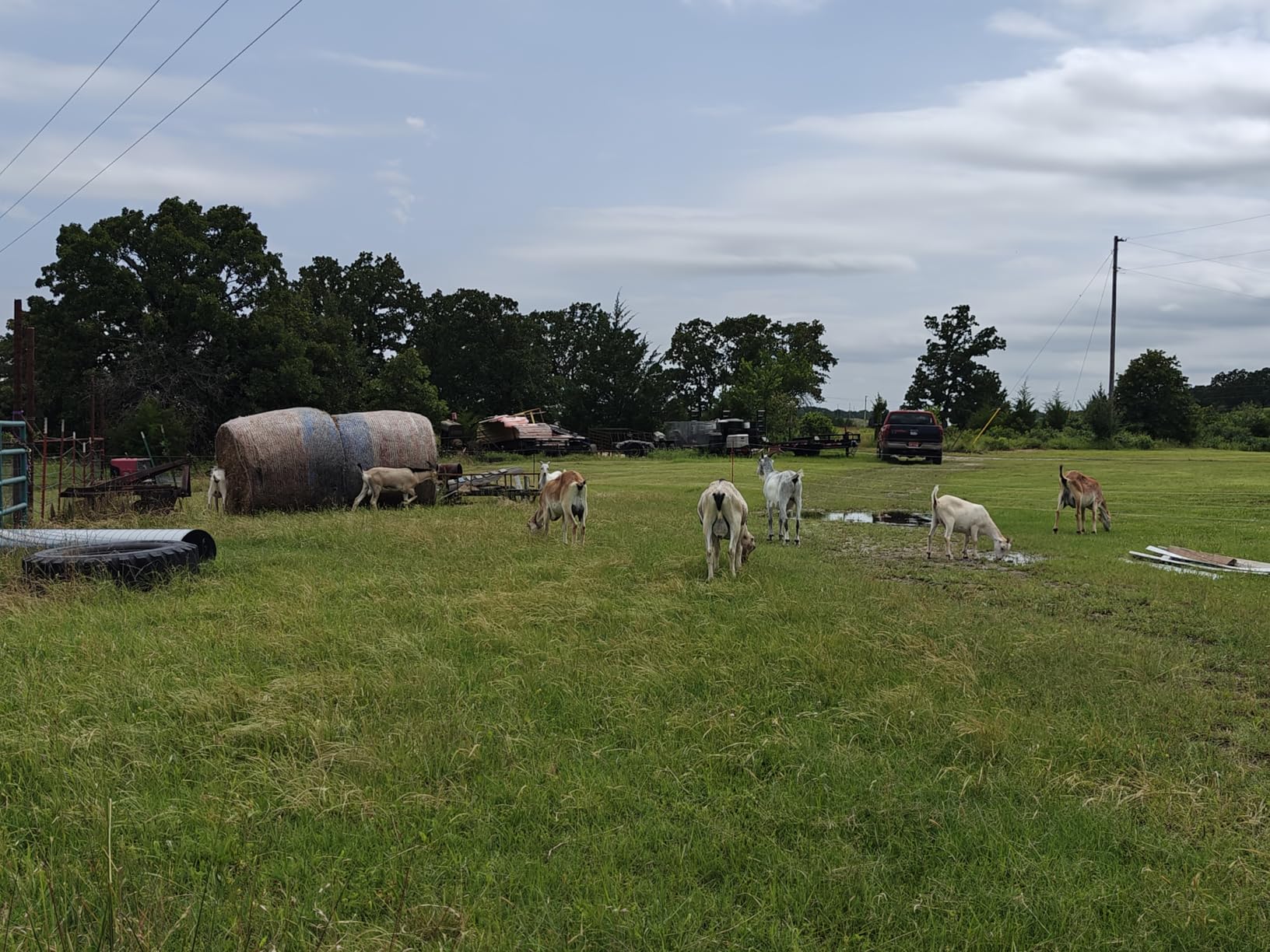 Gallagher Smart Fence 2 | Portable Electric Fence for Livestock Containment | Quick Install Temporary Field Fencing | 328ft of 4-Strand Electric Fencing with Built-in Posts and Reels customer photo 1