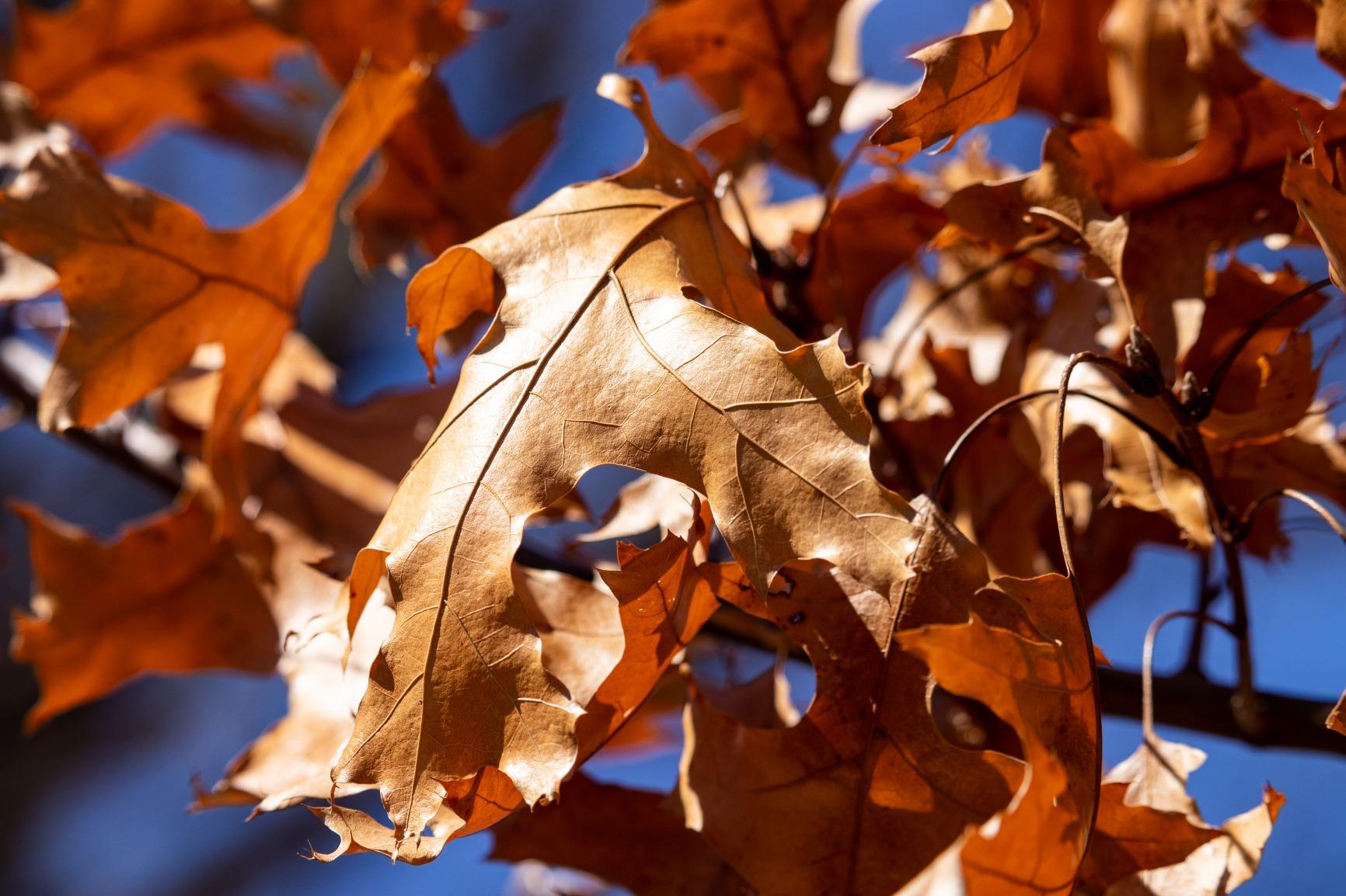 Canon EF-S 55-250mm F4-5.6 IS STM Telephoto Zoom Lens customer photo 1