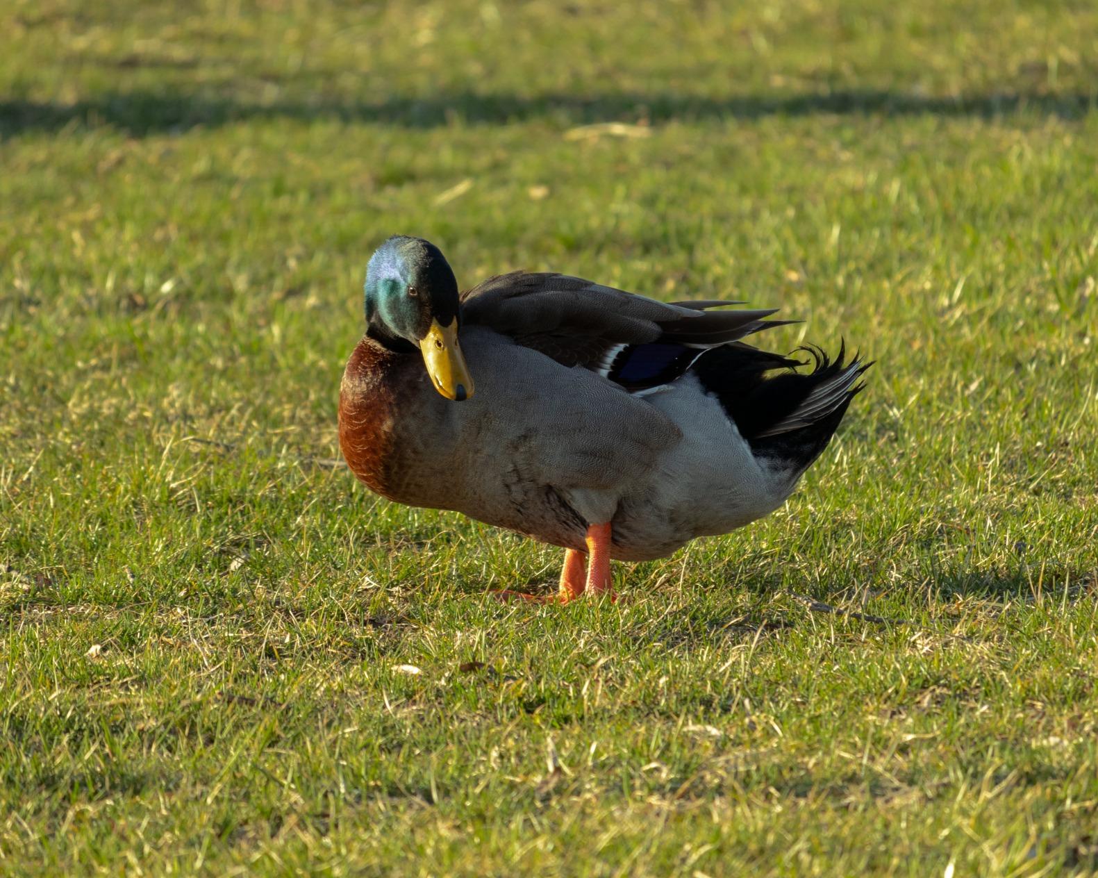 Canon EF-S 55-250mm F4-5.6 IS STM Telephoto Zoom Lens customer photo 2