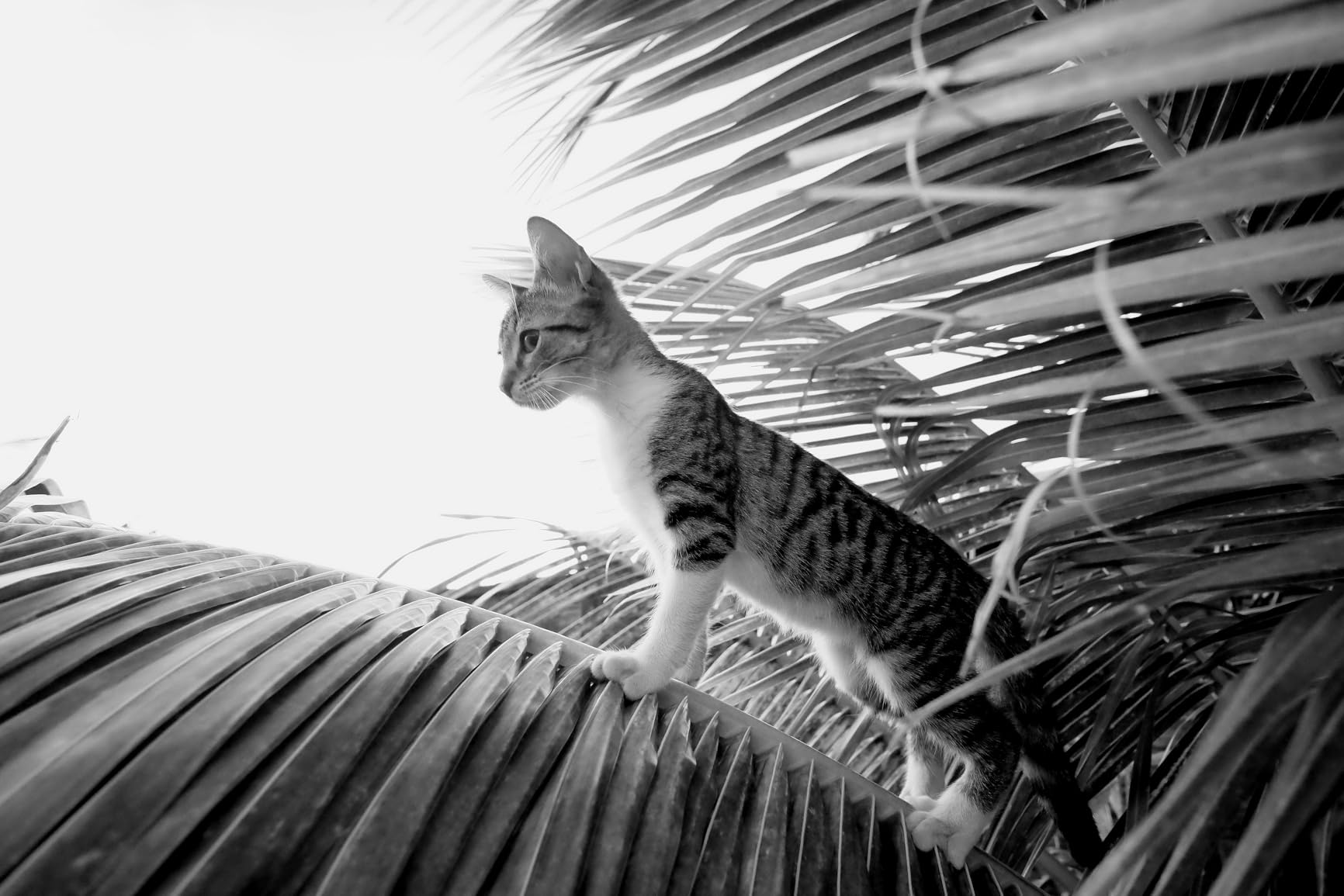 Rokinon 12mm f/2.0 NCS CS Wide Angle Lens for Fujifilm X customer photo 2