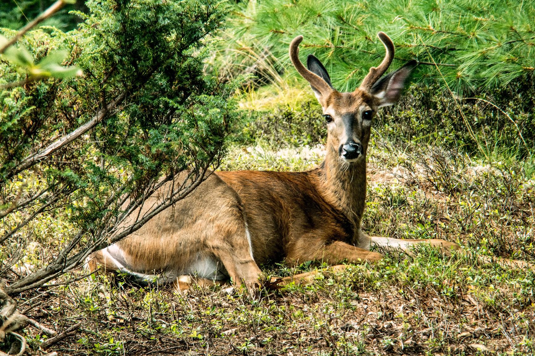 Fotodiox Pro Autofocus 2X Teleconverter Compatible with Canon EOS EF Full Frame Lenses and EF/EFs Cameras customer photo 1