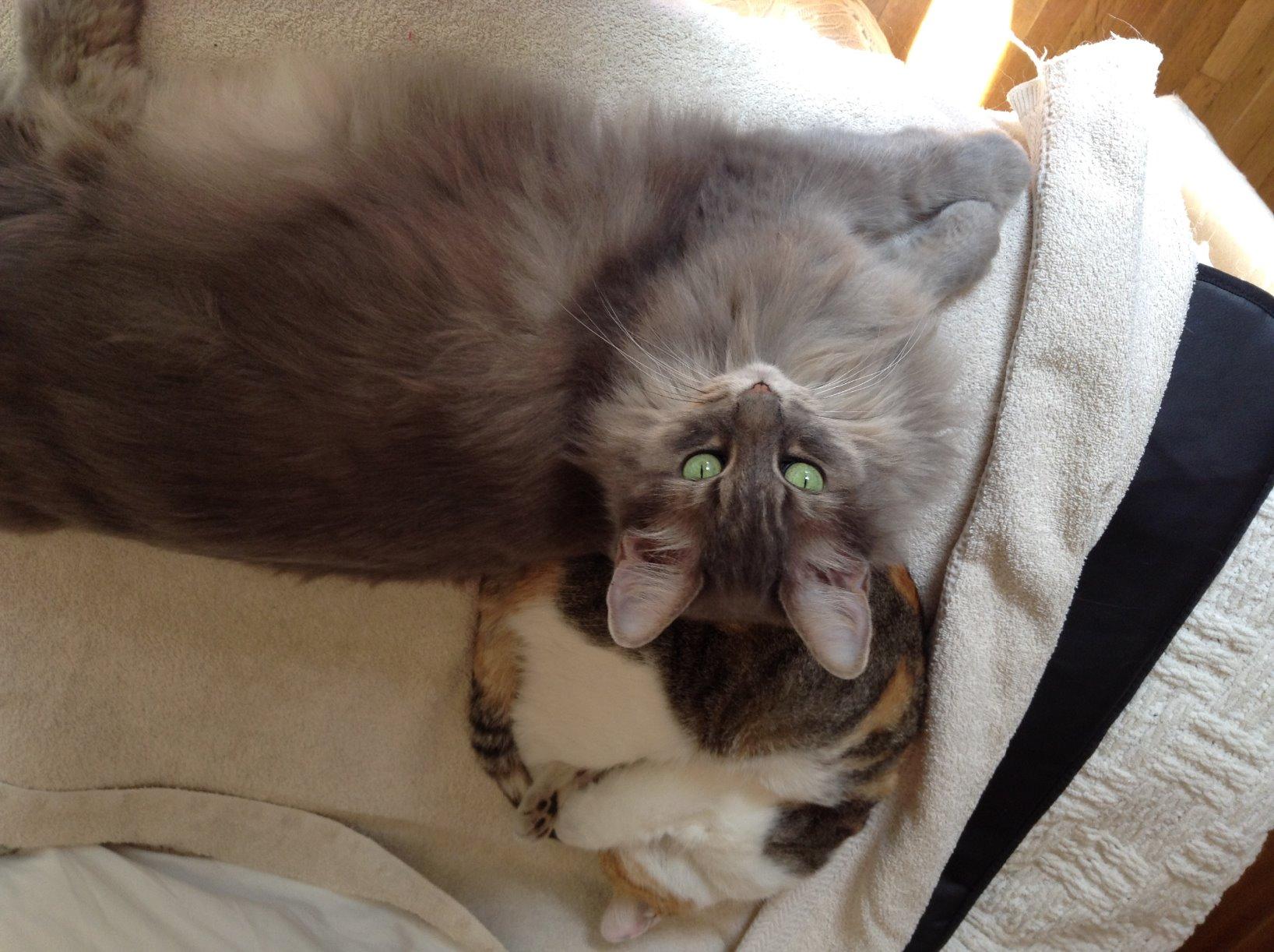 UTK Far Infrared Heating Pad for Back, 5X Deeper Pain Relief, 126 Natural Pure Jade Heating Pad, FSA-HSA Eligible, Hotter to 159F, 16 Timers Auto-Off, Memory Function, 31