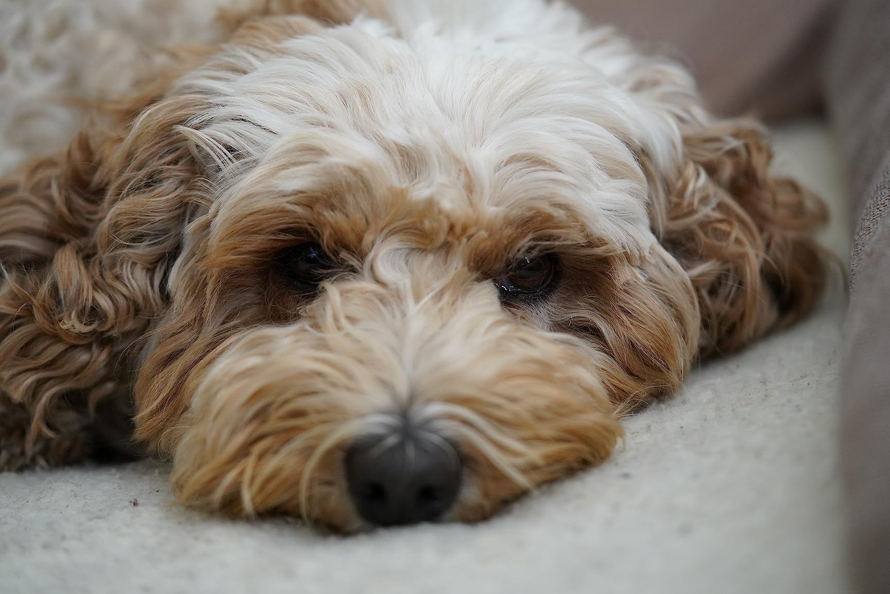 Sony SEL90M28G FE 90mm f/2.8-22 Macro G OSS Standard-Prime Lens for Mirrorless Cameras, Black customer photo 2