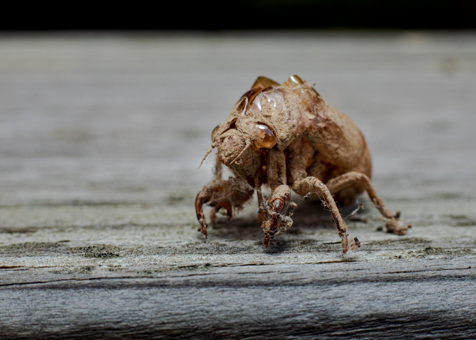 Canon EF 50mm f/1.8 STM Lens customer photo 1