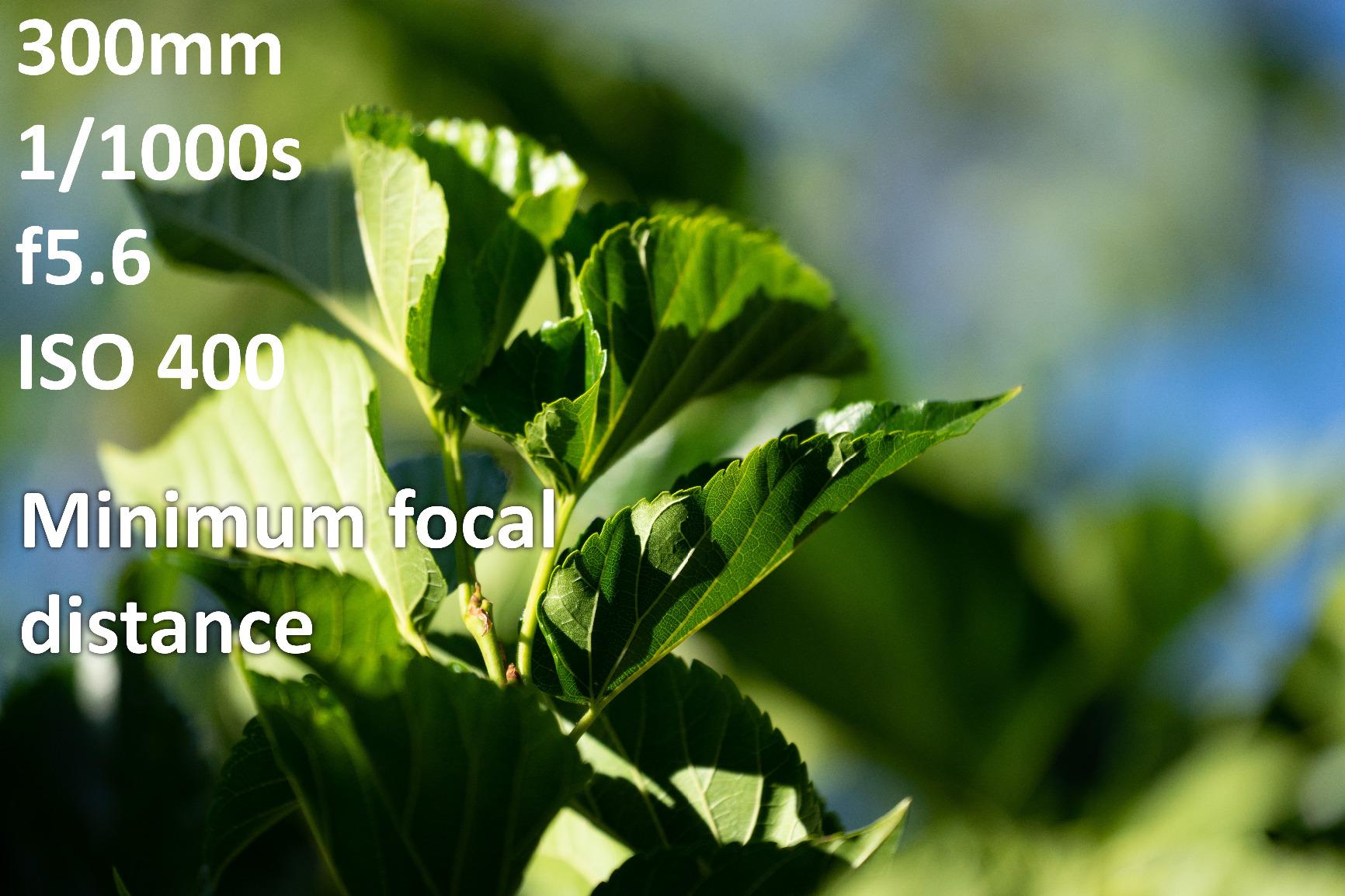 Sony FE 70-300mm f/4.5-5.6 G OSS Lens for Sony E customer photo 2