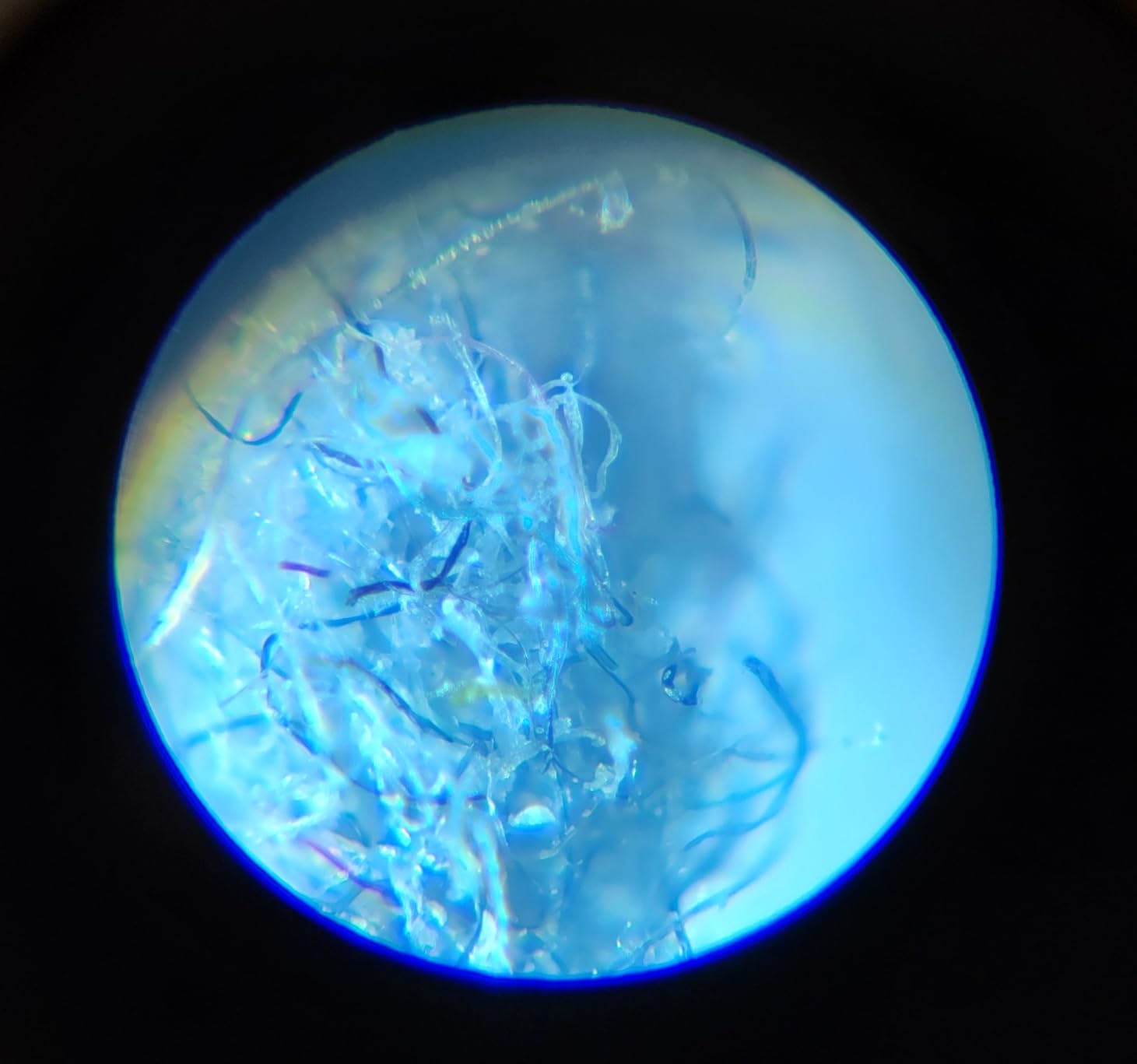 Celestron Kids Let Your Child Explore The World Microscope, Green (44116) customer photo 1