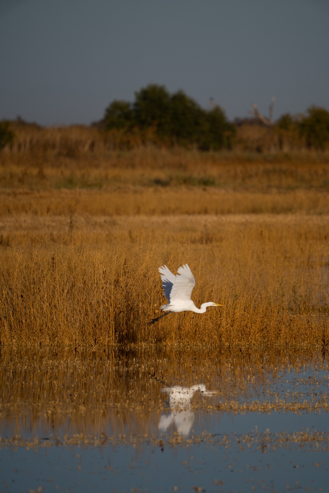 Sony FE 1.4x Teleconverter customer photo 1