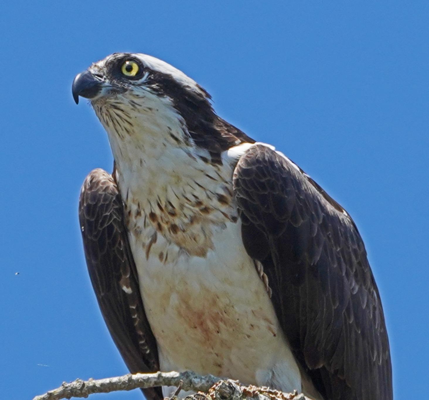 Sony FE 1.4x Teleconverter customer photo 2