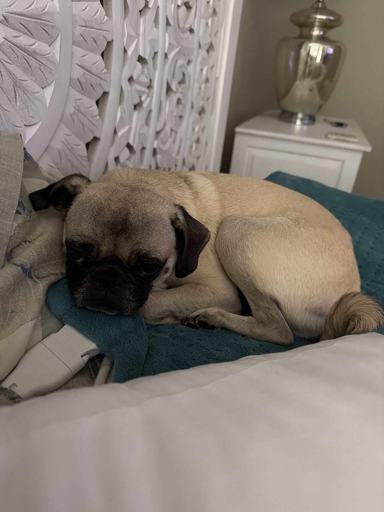 Pure Enrichment® PureRelief® XL Heating Pad - 12