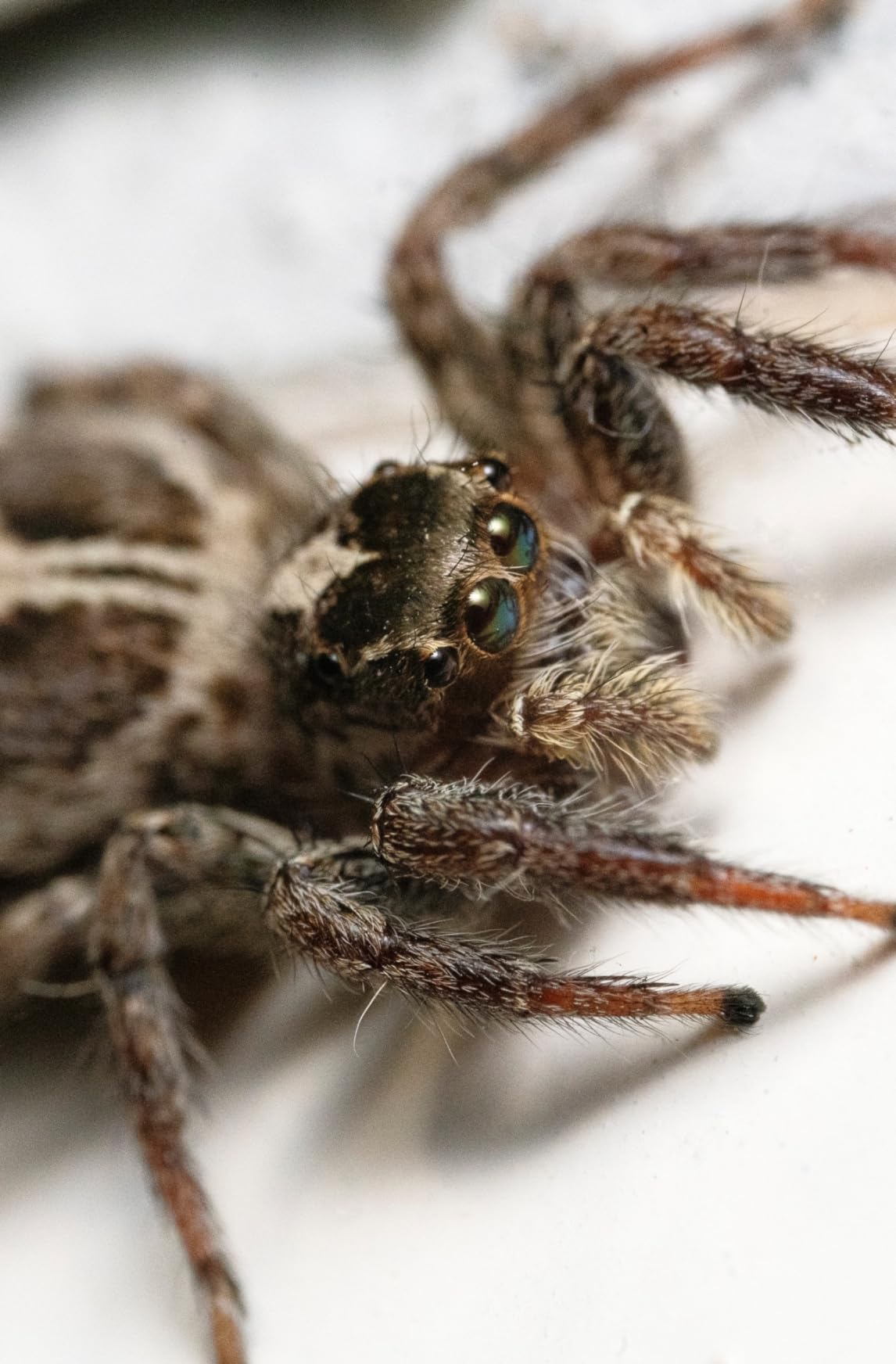 Laowa 100mm f/2.8 2X Ultra Macro APO SLR Macro Lens (Black) Full Frame - for Sony E customer photo 1