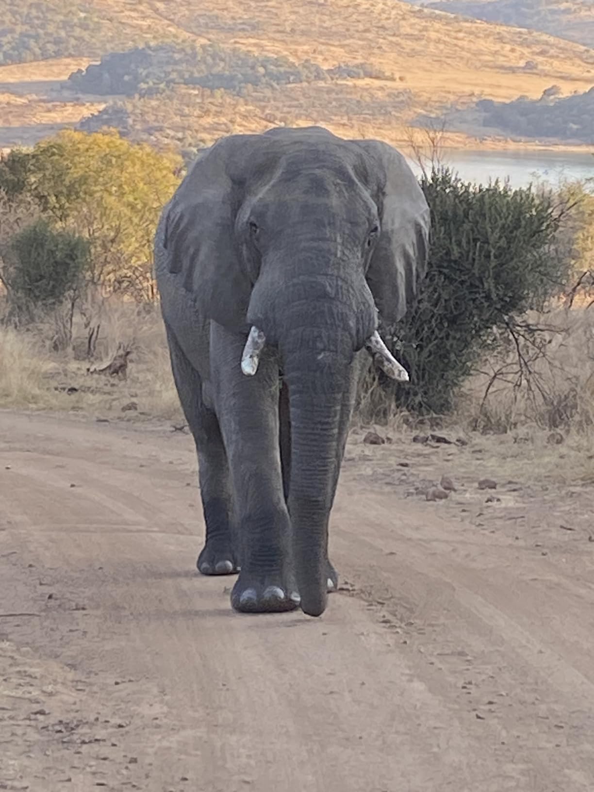 Sony E 70-350mm f/4.5-6.3 G OSS Super Telephoto Zoom Lens customer photo 1