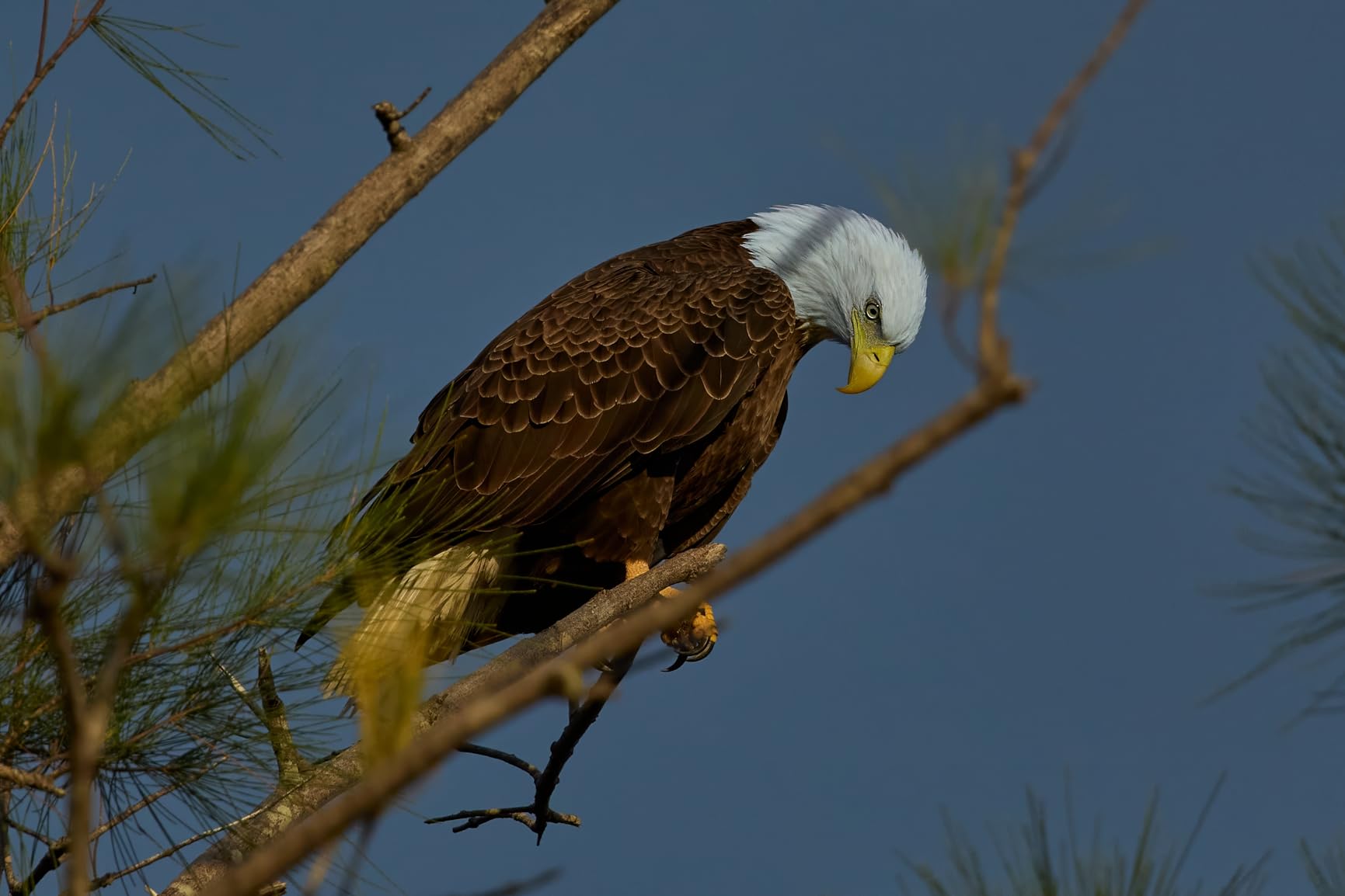 Canon EXT. RF1.4X(N) (4113C002) customer photo 1