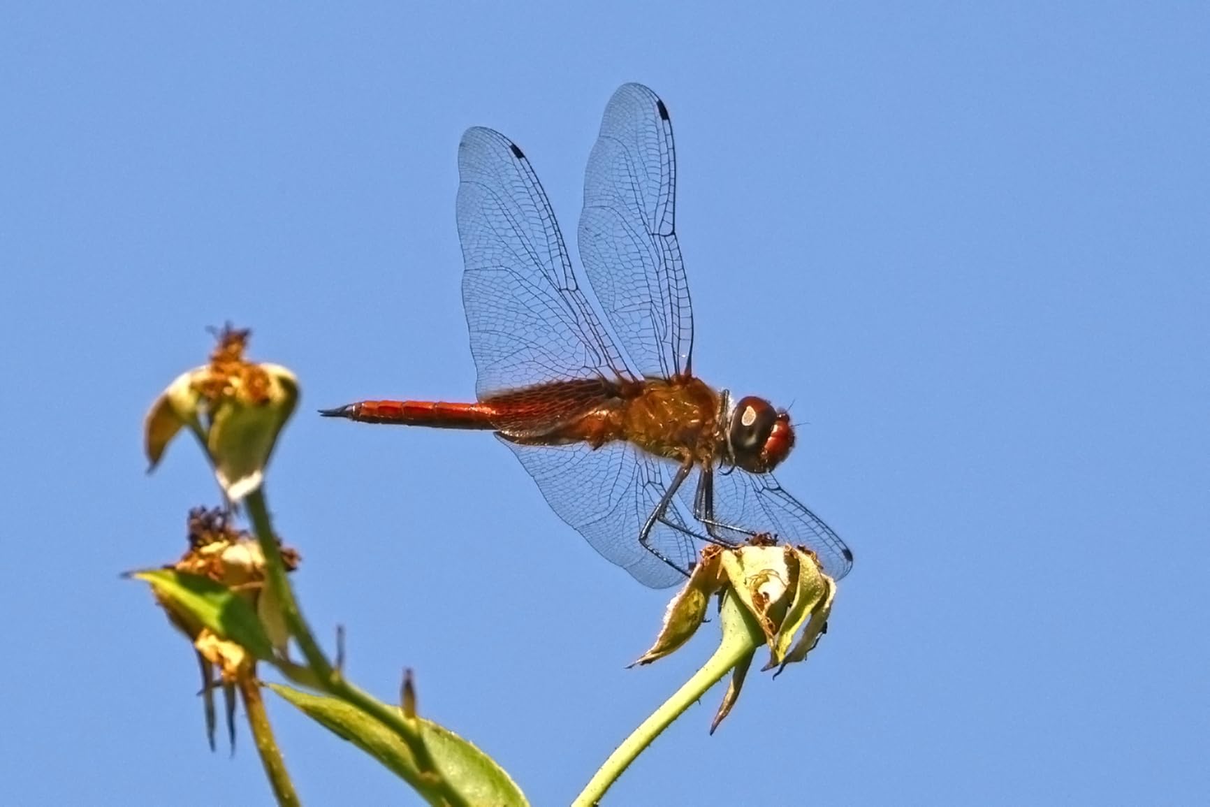 Canon EXT. RF2X(N) (4114C002) customer photo 1