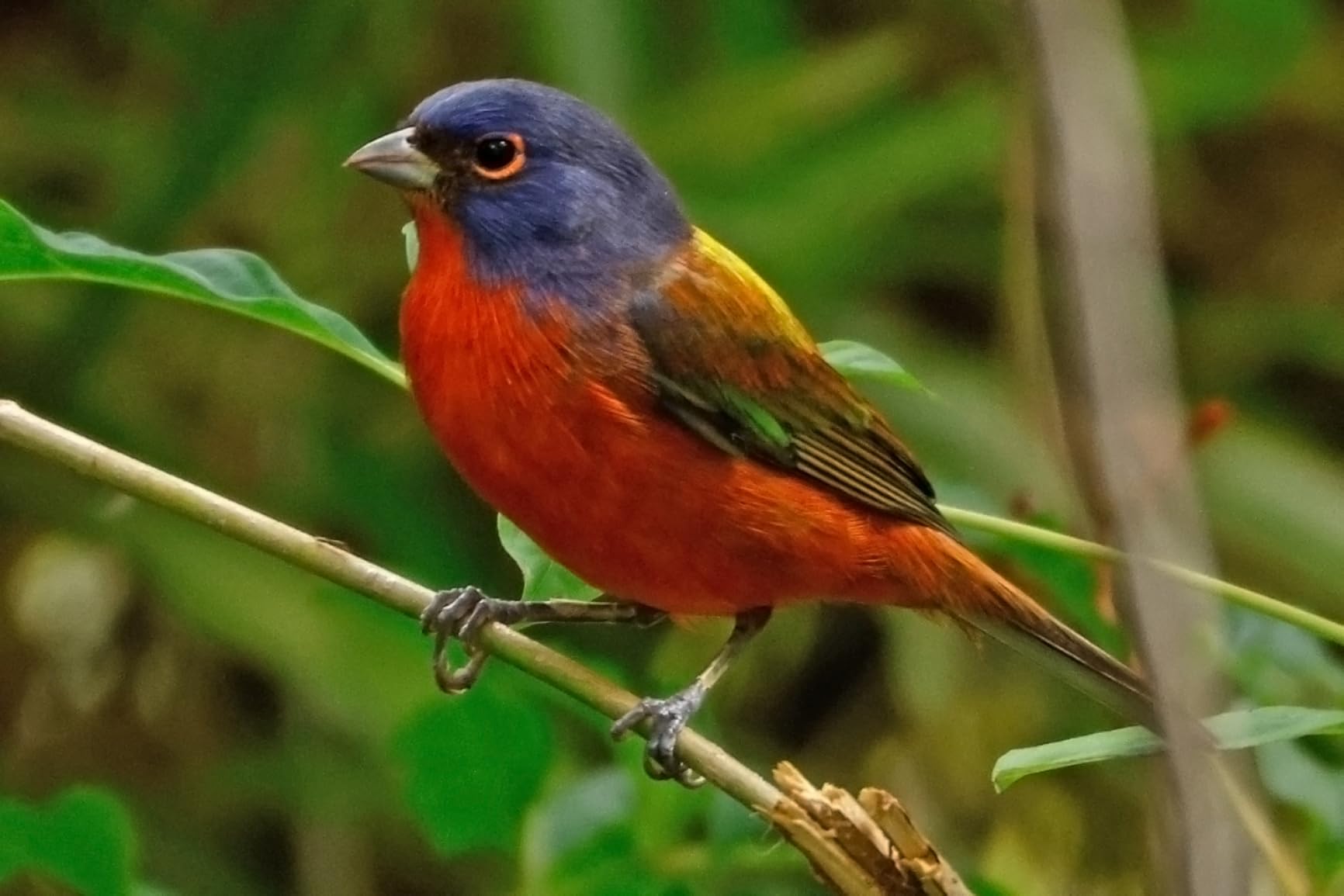 Canon EXT. RF2X(N) (4114C002) customer photo 2