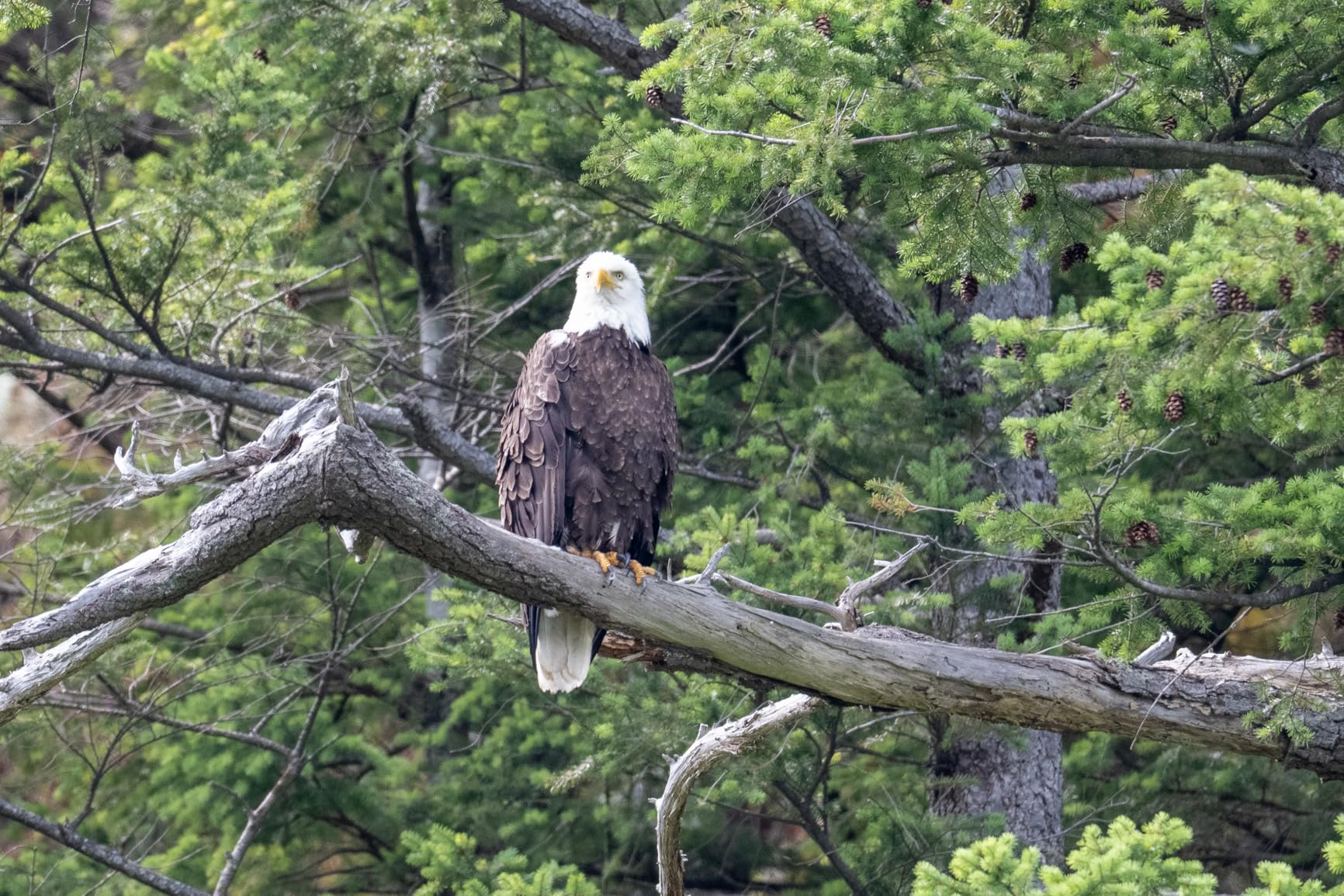 Nikon Z TELECONVERTER TC-1.4X for 1.4X Magnification of Compatible Nikon Z Mirrorless Lenses and Nikon Z Cameras customer photo 1