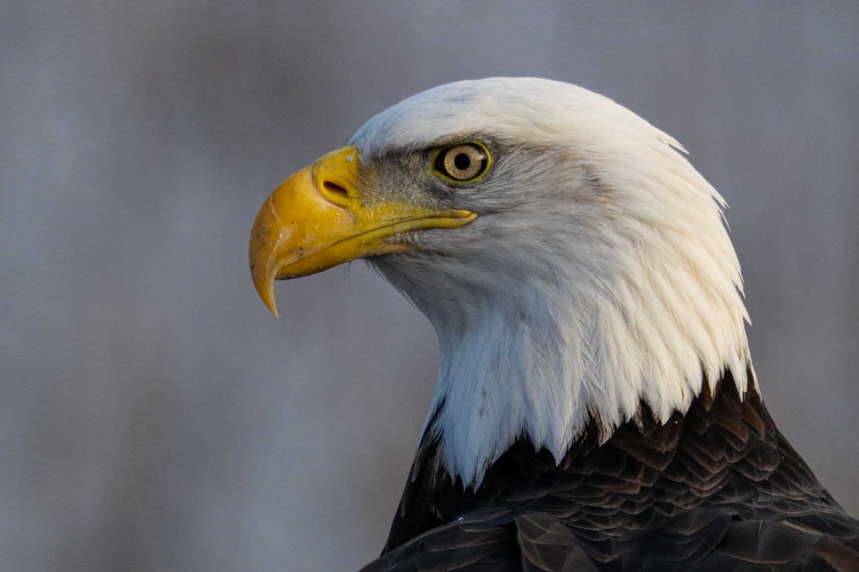 Nikon Z TELECONVERTER TC-1.4X for 1.4X Magnification of Compatible Nikon Z Mirrorless Lenses and Nikon Z Cameras customer photo 2