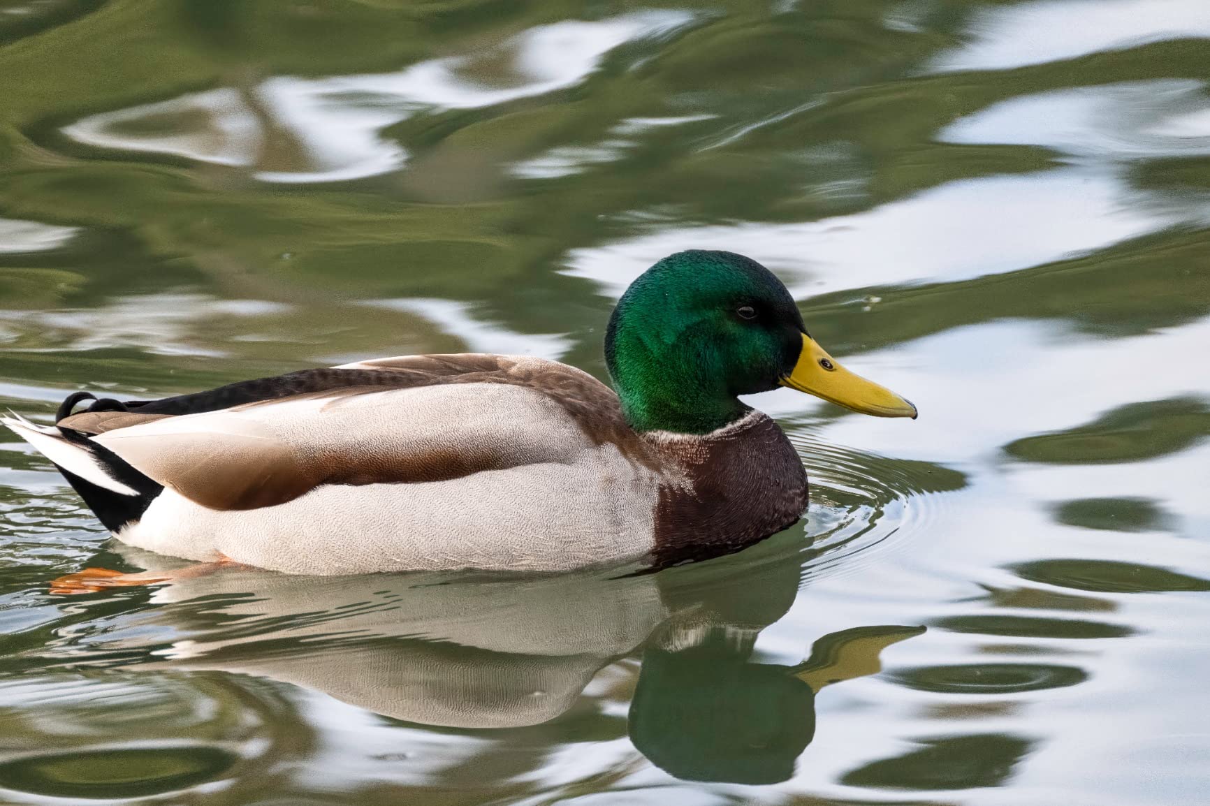 NIKON Z TELECONVERTER TC-2.0X for 2.0X Magnification of Compatible Nikon Z Mirrorless Lenses and Nikon Z Cameras customer photo 1