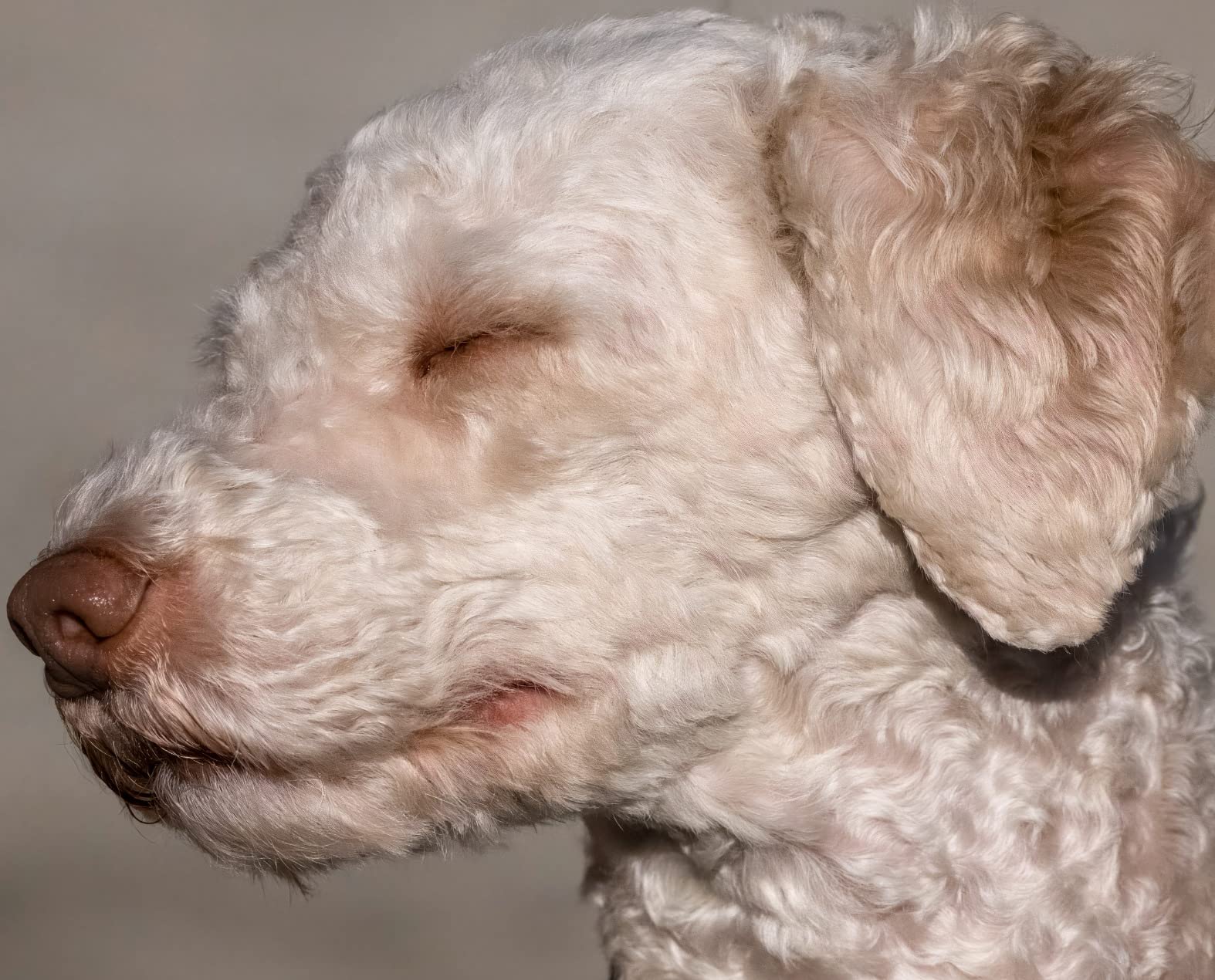 NIKON Z TELECONVERTER TC-2.0X for 2.0X Magnification of Compatible Nikon Z Mirrorless Lenses and Nikon Z Cameras customer photo 2