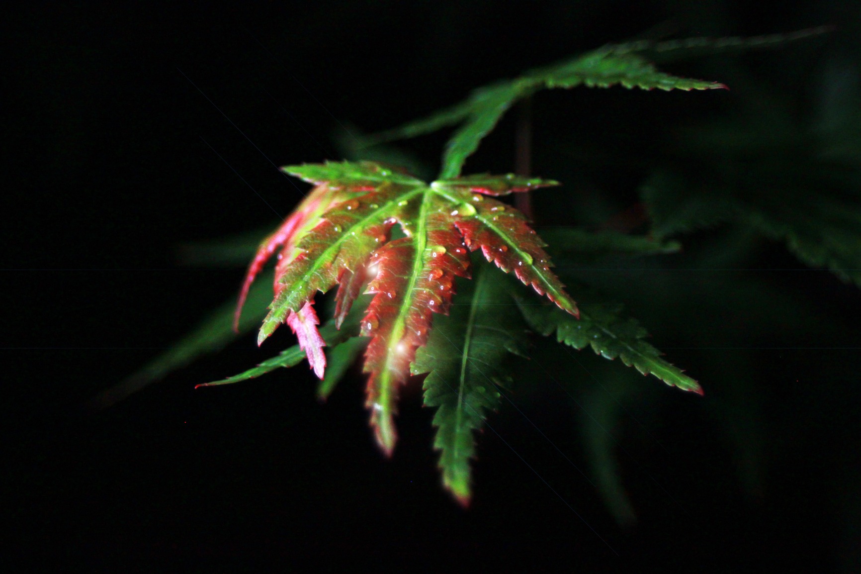 Digital Nc 48 Macro LED Ring Light & Ring Flash with LCD Display Compatible with Nikon, Canon, Sony, Panasonic, Leica, Fujifilm, Pentax & Olympus DSLR's customer photo 1